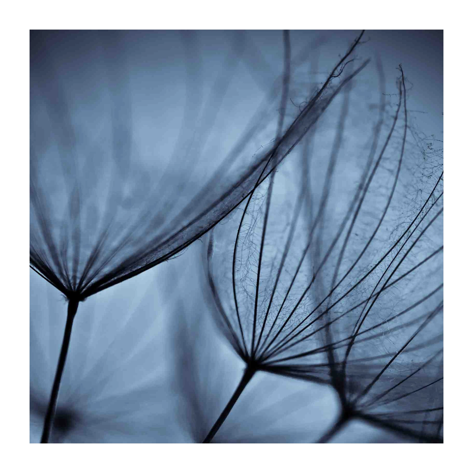 Serene Dandelion Wishes Blue Wall Art