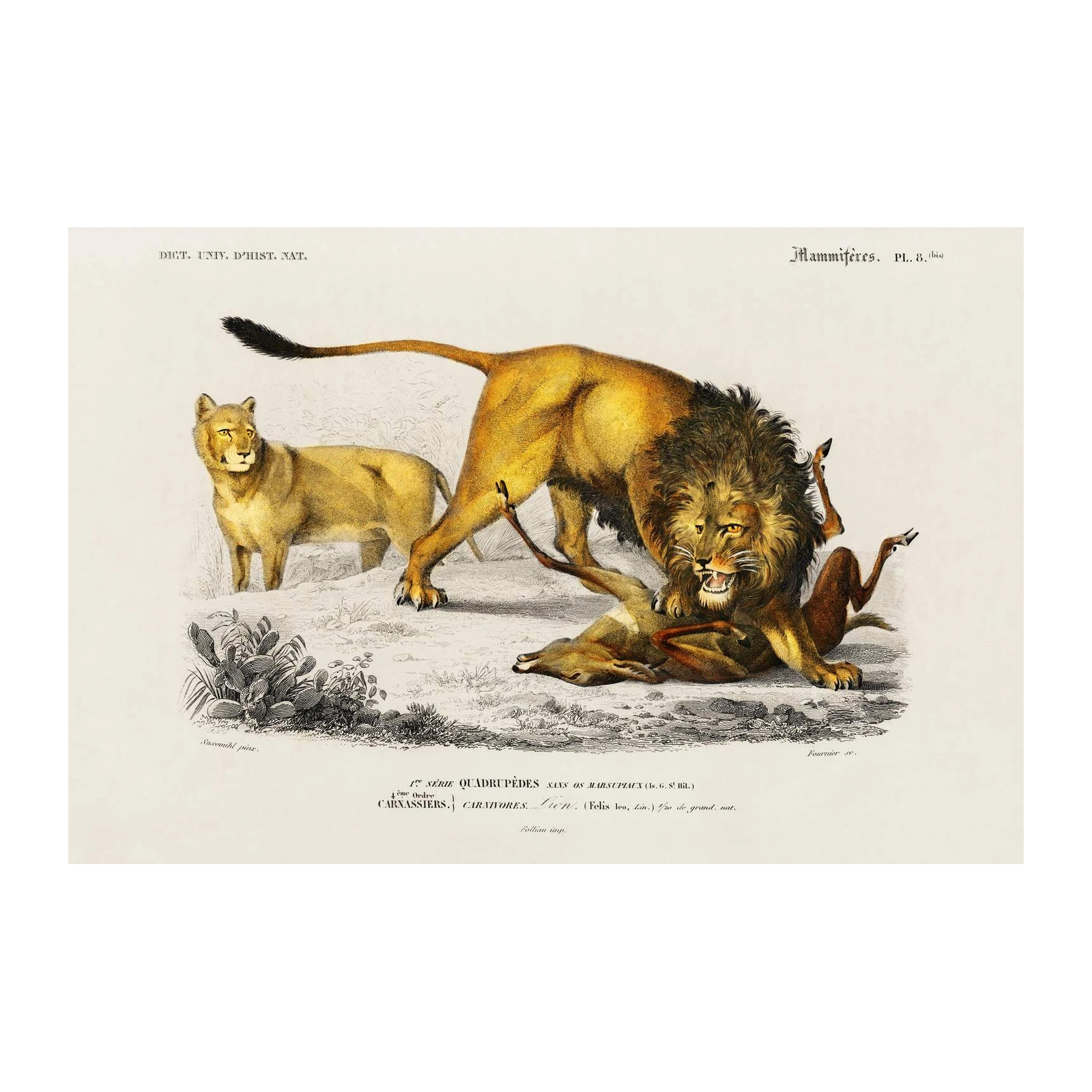 Majestic Lion Hunt Vintage Wildlife Wall Art