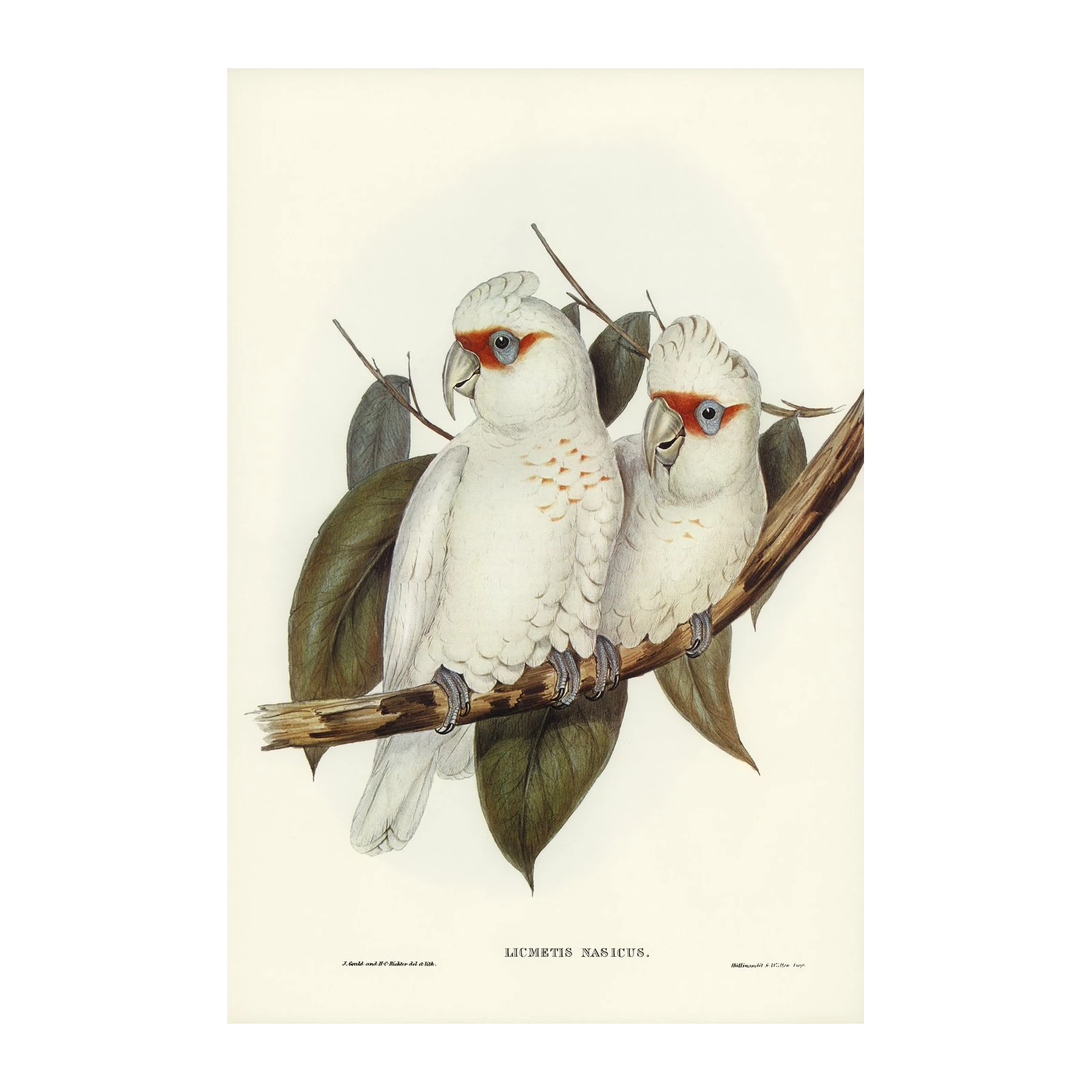 Elegant Cockatoo Pair Wall Art - Vintage Bird Art