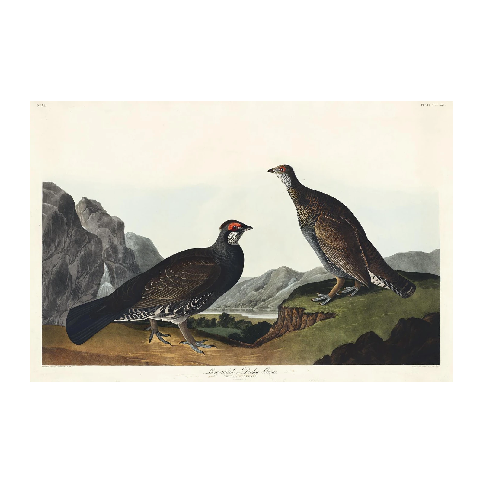 Vintage Game Bird Nature Print Wall Art