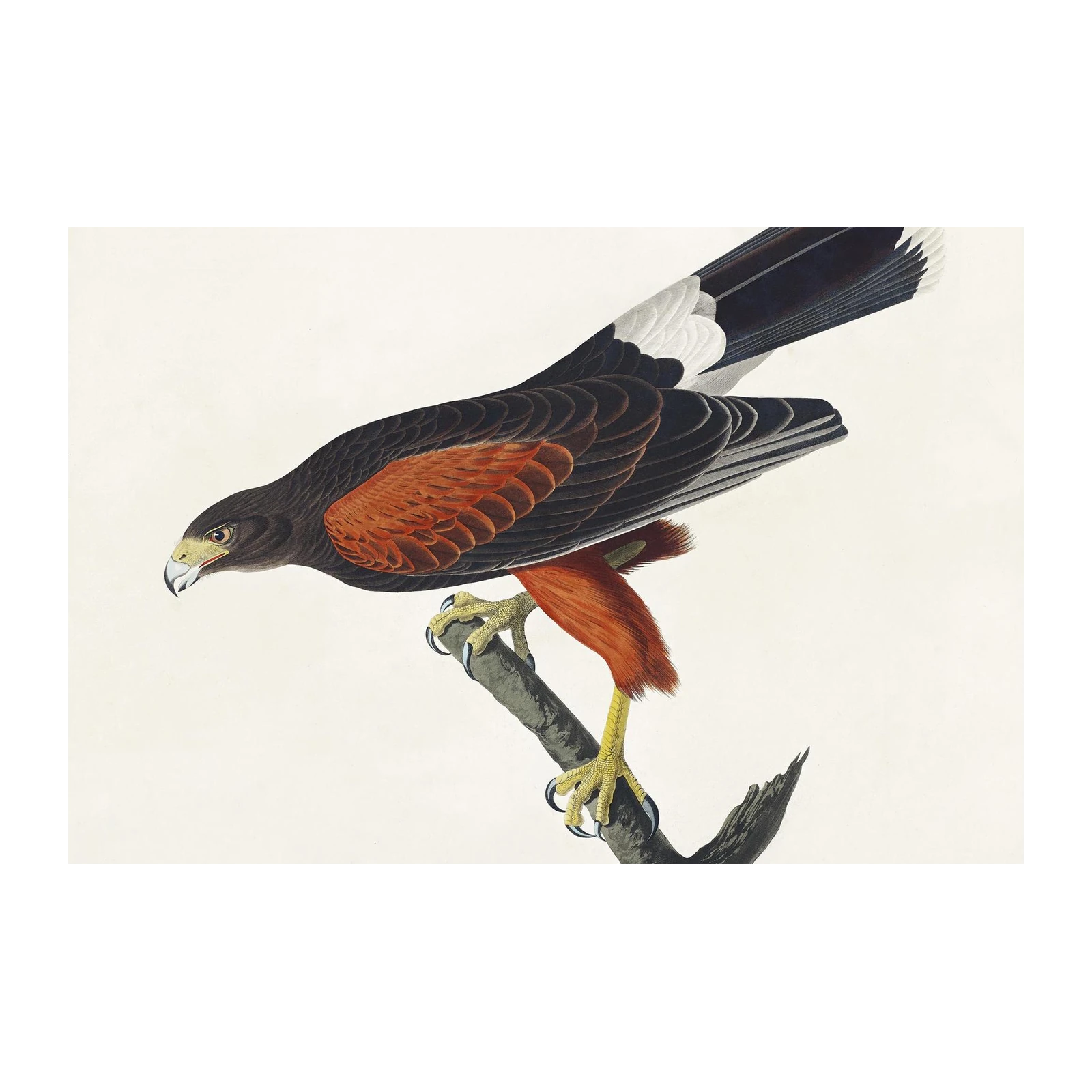 Vintage Louisiana Hawk Nature Art Wall Art