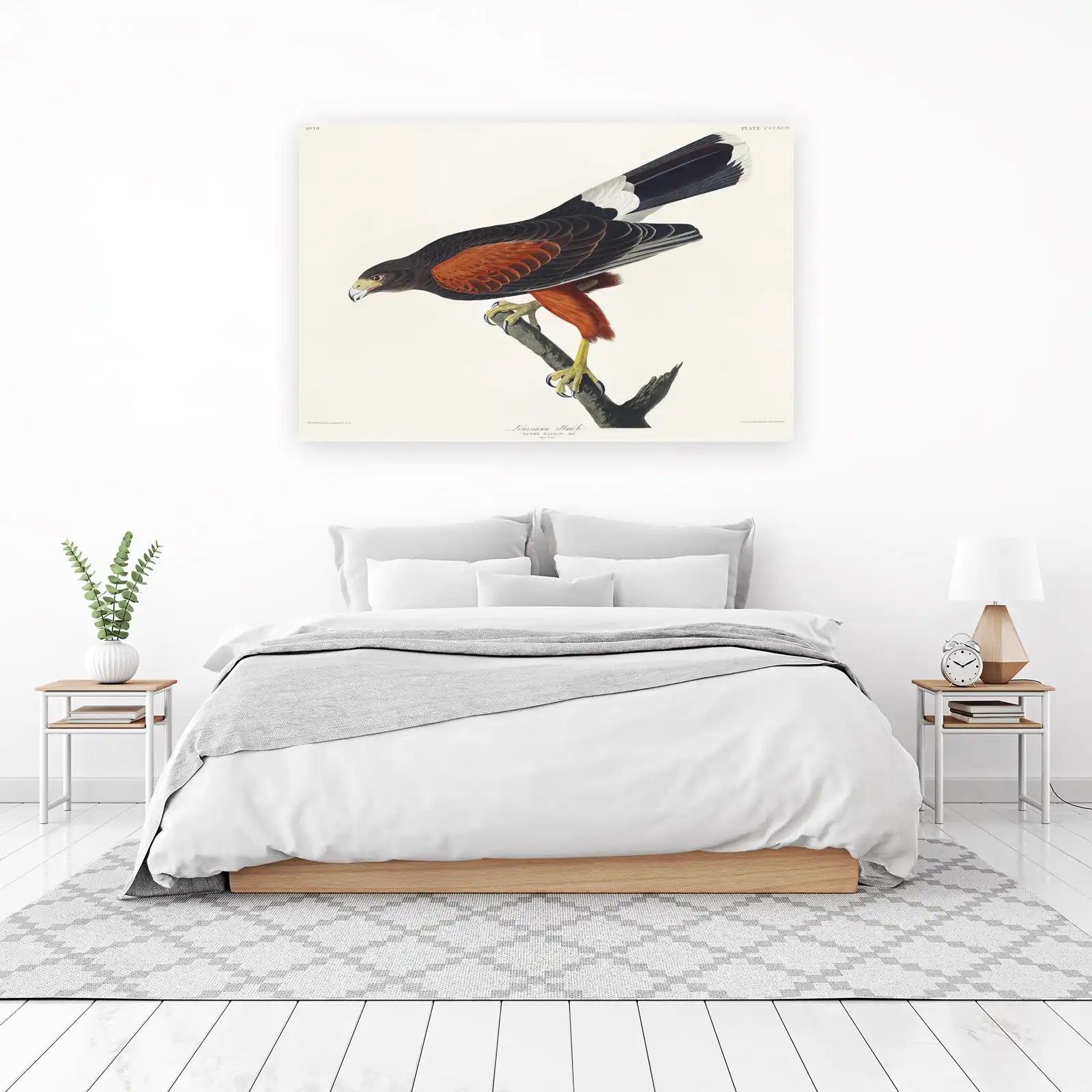 Vintage Louisiana Hawk Nature Art Wall Art