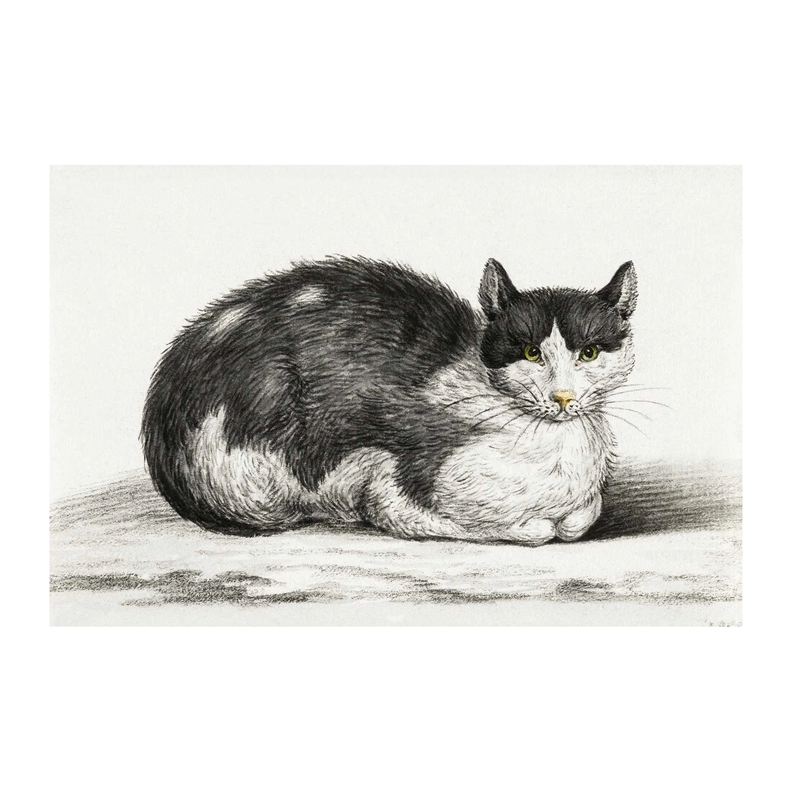 Vintage Black & White Cat Portrait Wall Art