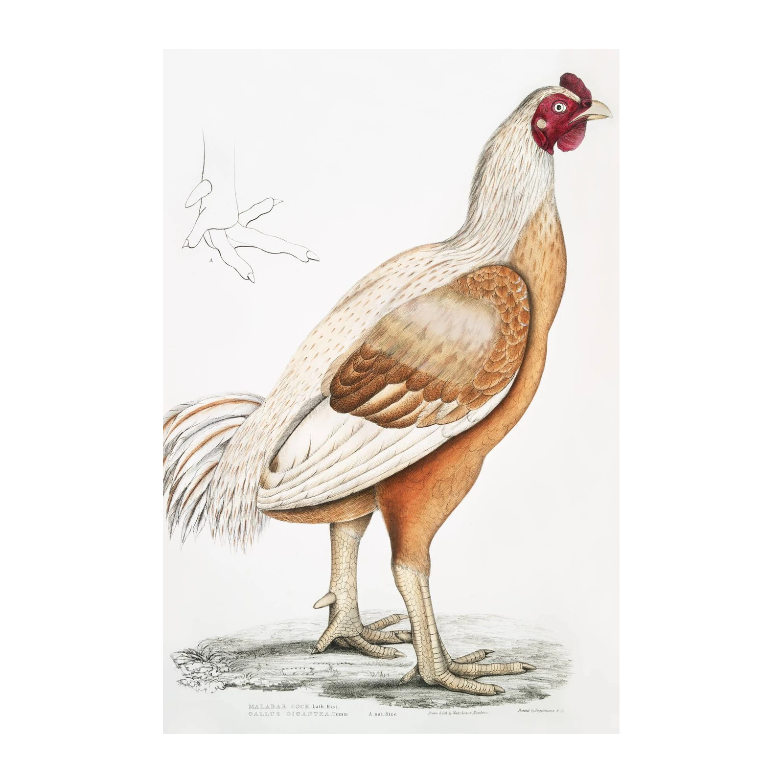 Vintage Malabar Cock Bird Art Wall Art