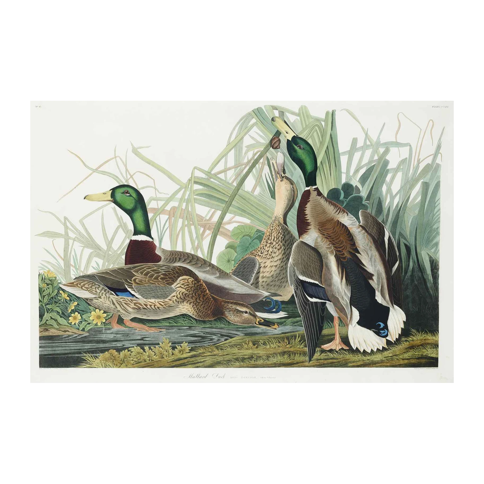 Mallard Duck Flock Nature Wall Art