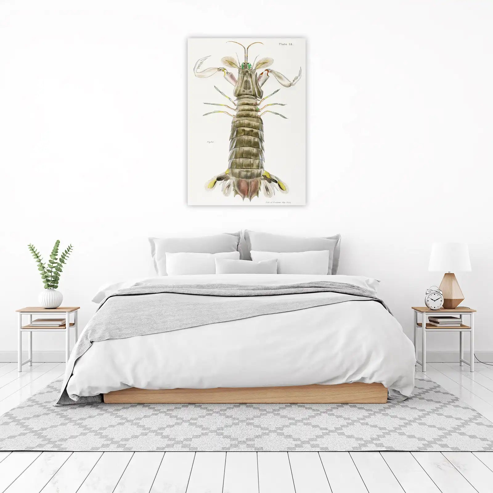 Antique Mantis Shrimp Wall Art