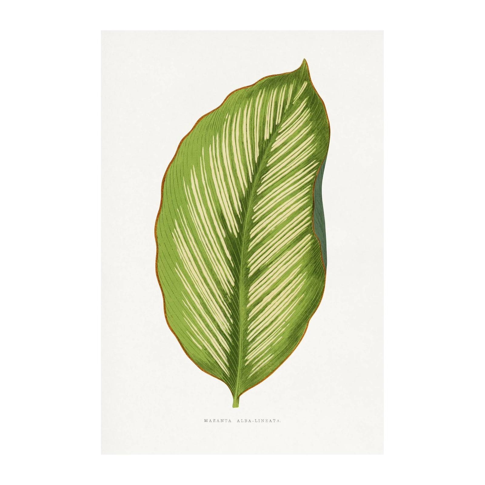 Elegant Maranta Leaf Botanical Wall Art