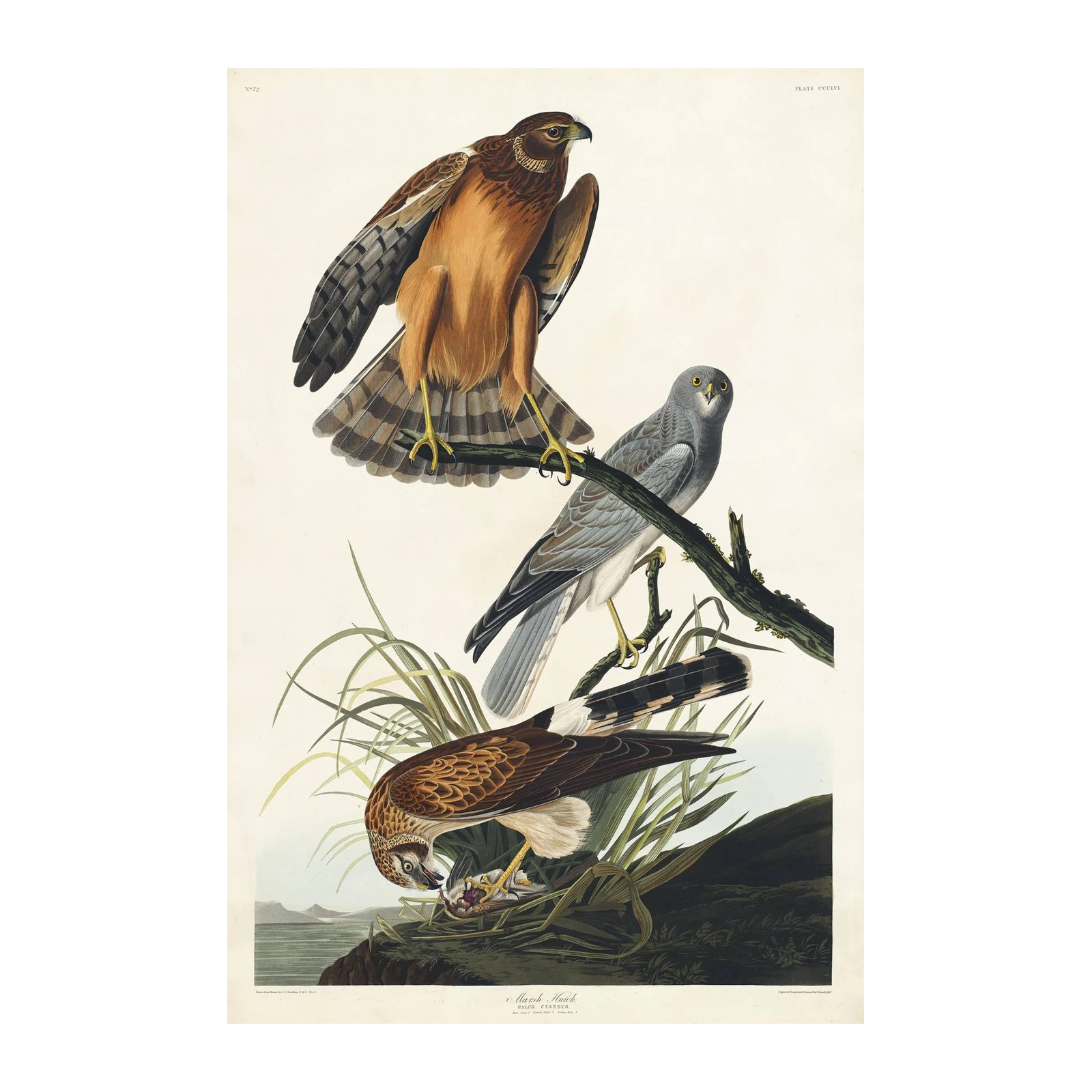 Marsh Hawk Bird Art Wall Art
