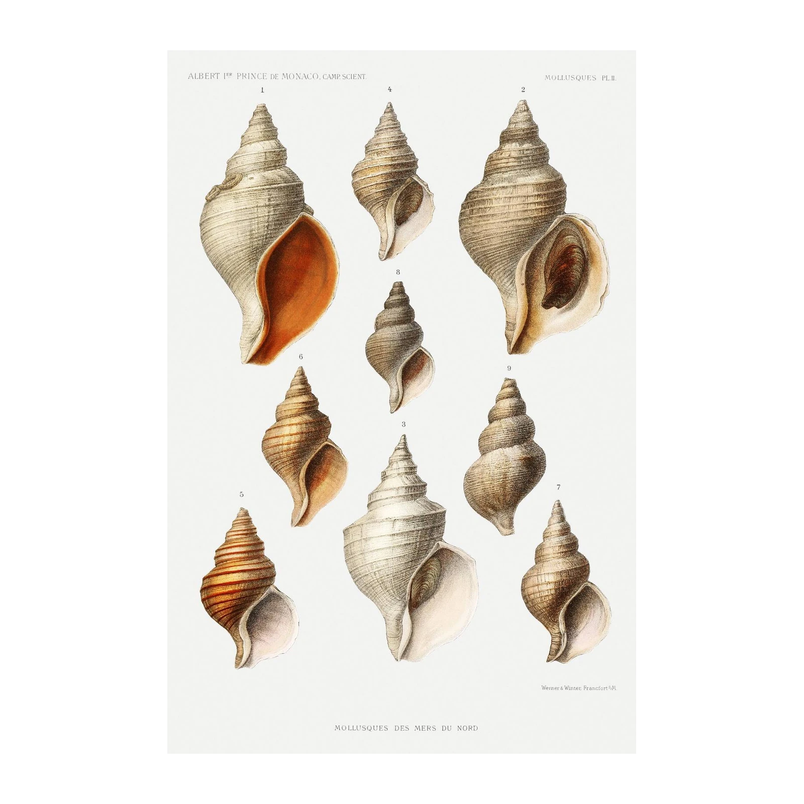 Vintage Shell Art: Mollusks of the North Sea Wall Art