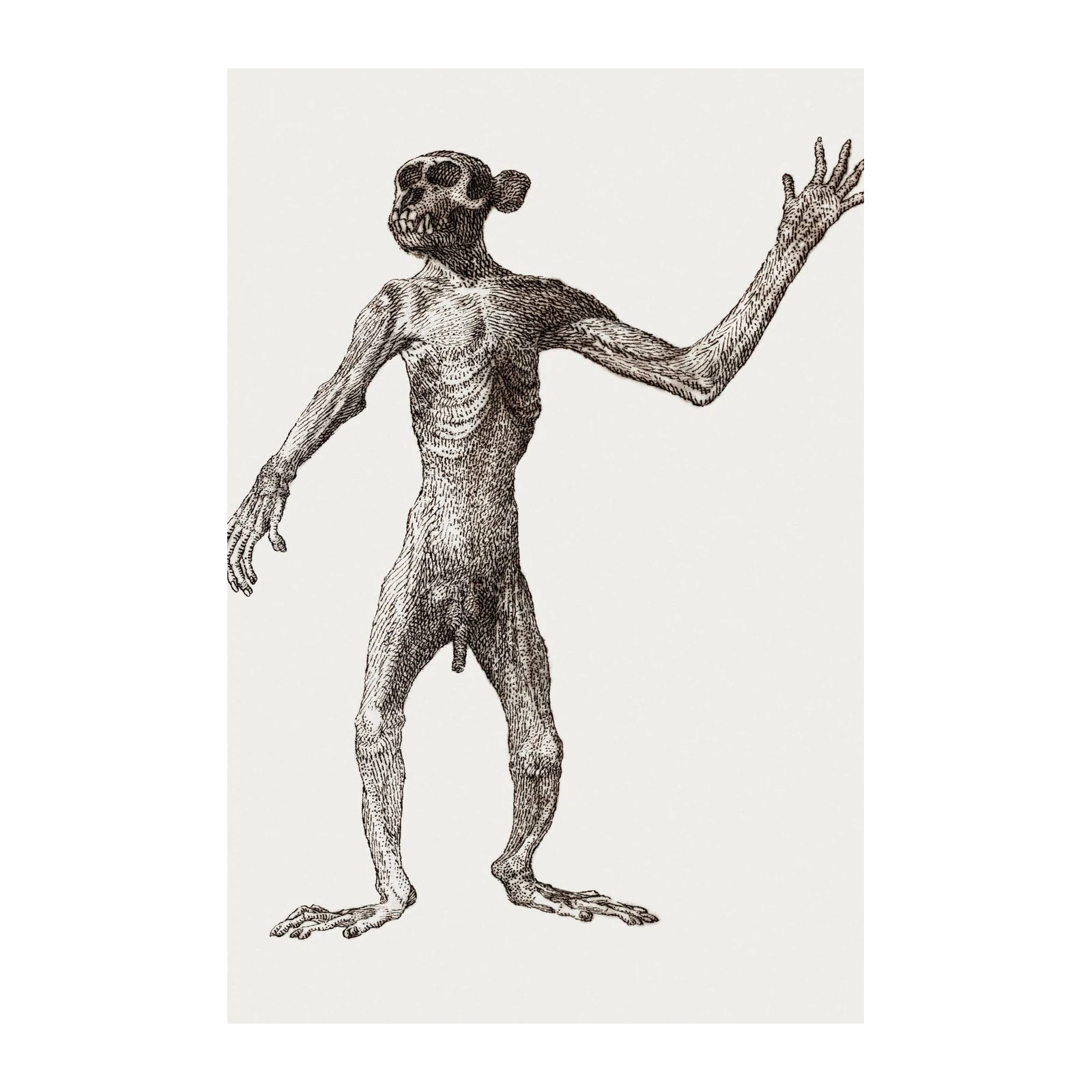 Intriguing Vintage Ape Skeleton Wall Art