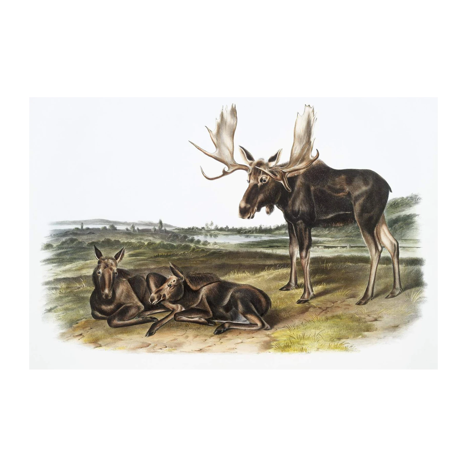 Majestic Moose Family Vintage Nature Wall Art