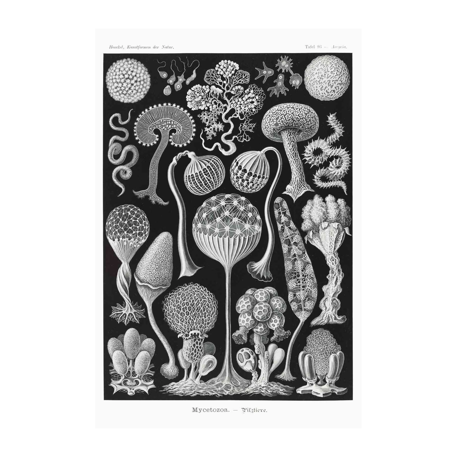Vintage Mushroom Art & Botanical Illustrations Wall Art