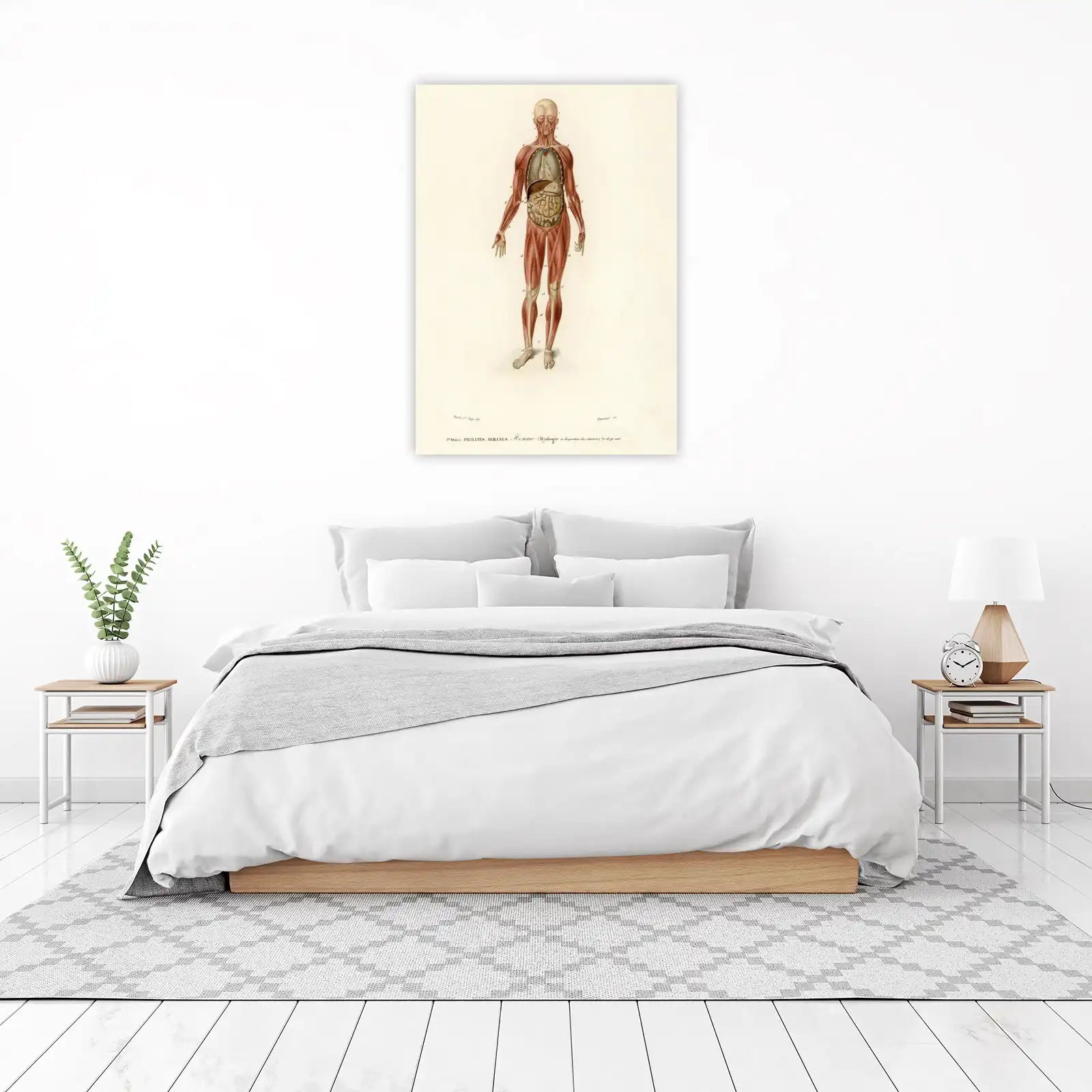 Vintage Anatomical Muscle Man Wall Art