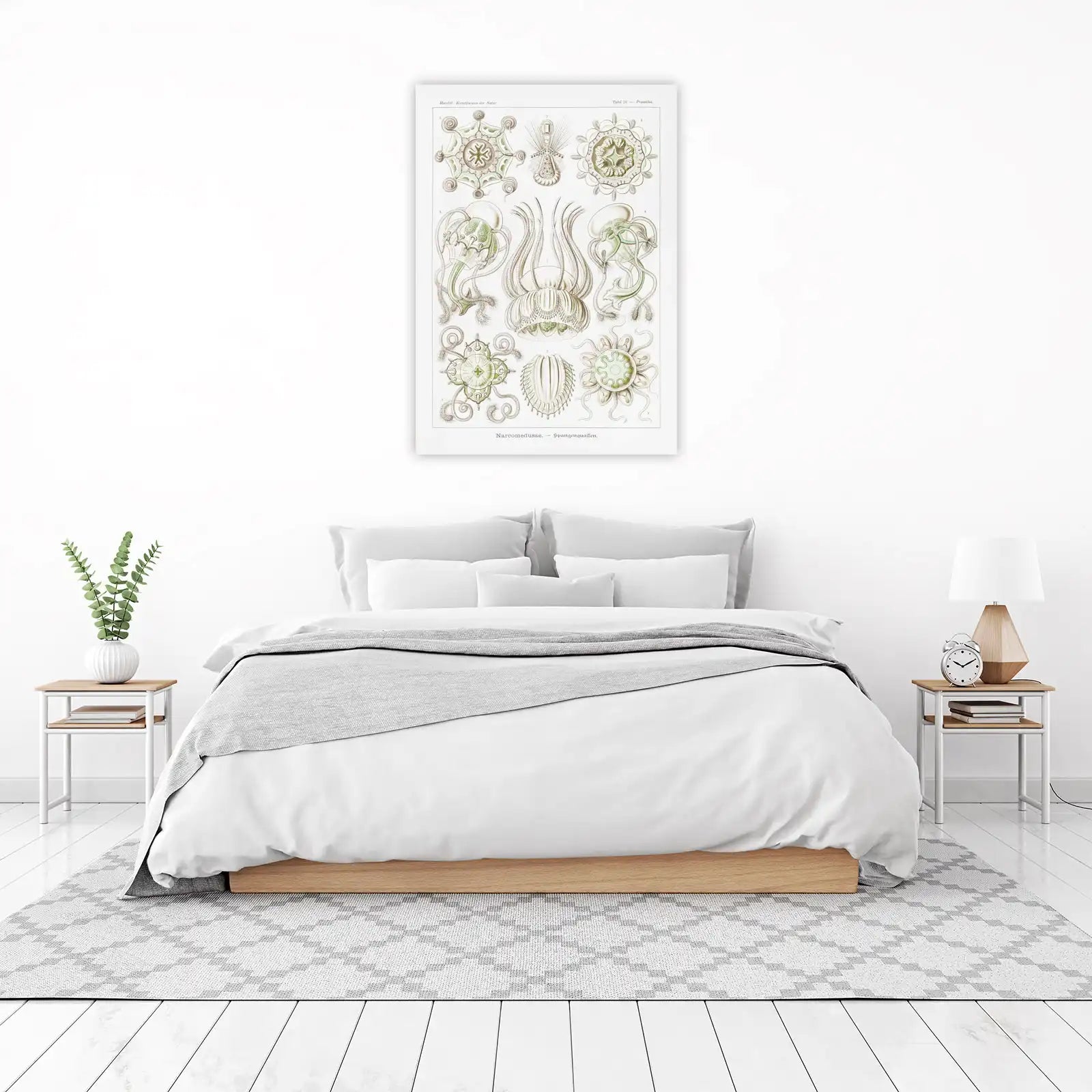 Haeckel Narcomedusae Scientific Jellyfish Wall Art