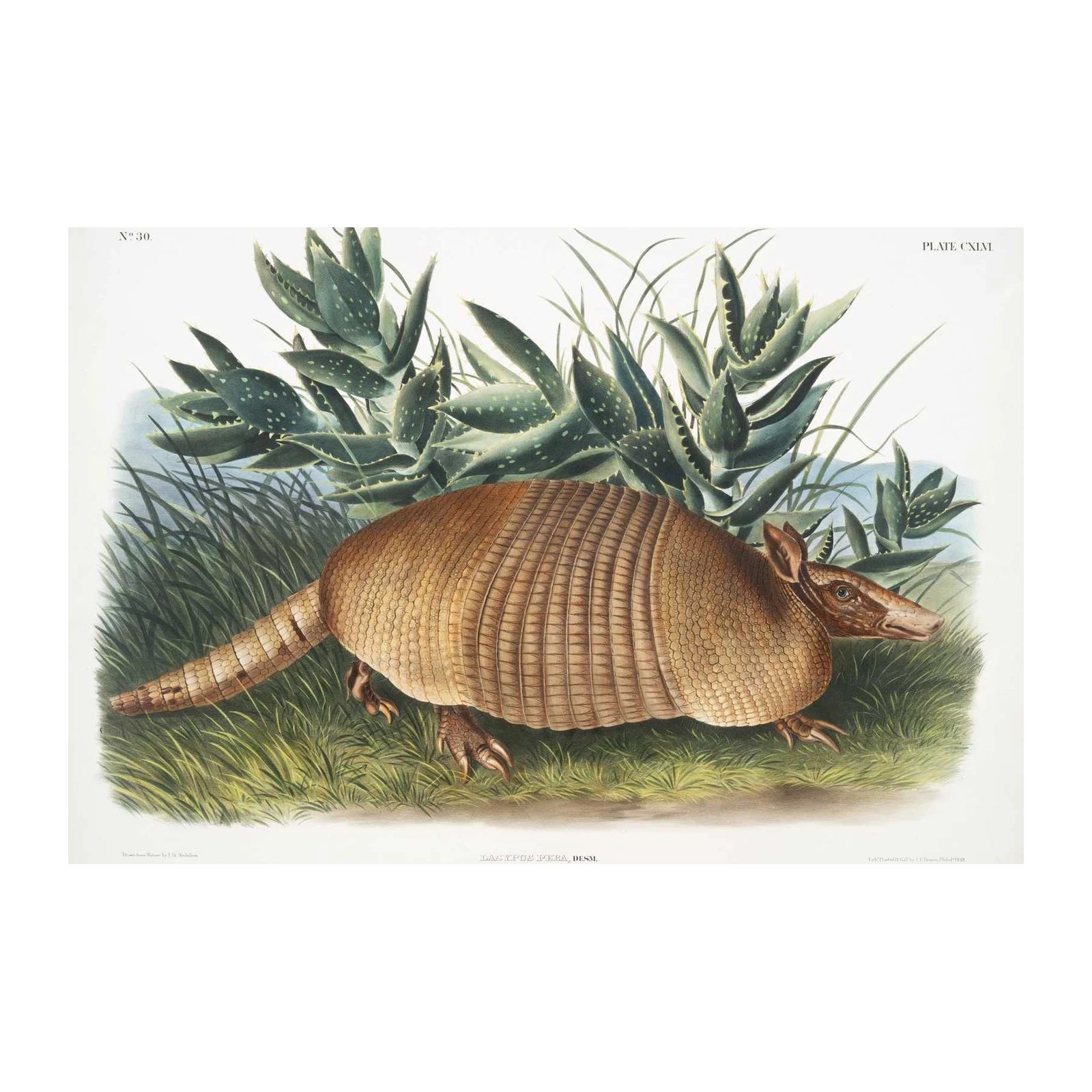Vintage Armadillo Nature Art Wall Art