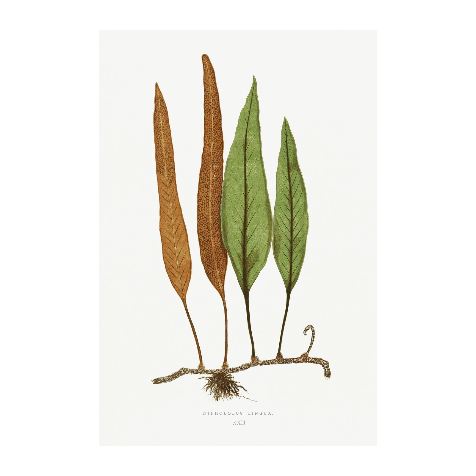 Vintage Fern Botanical Art Wall Art