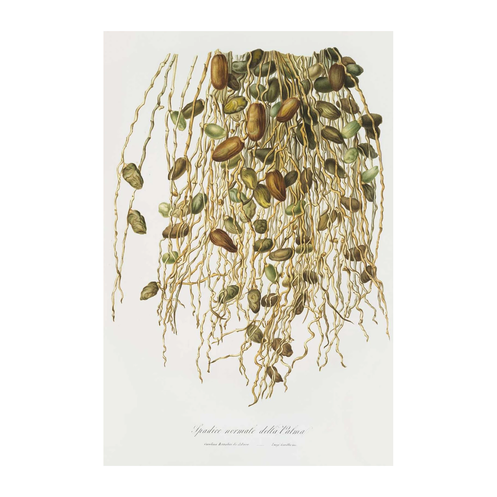 Botanical Palm Spadice Wall Art
