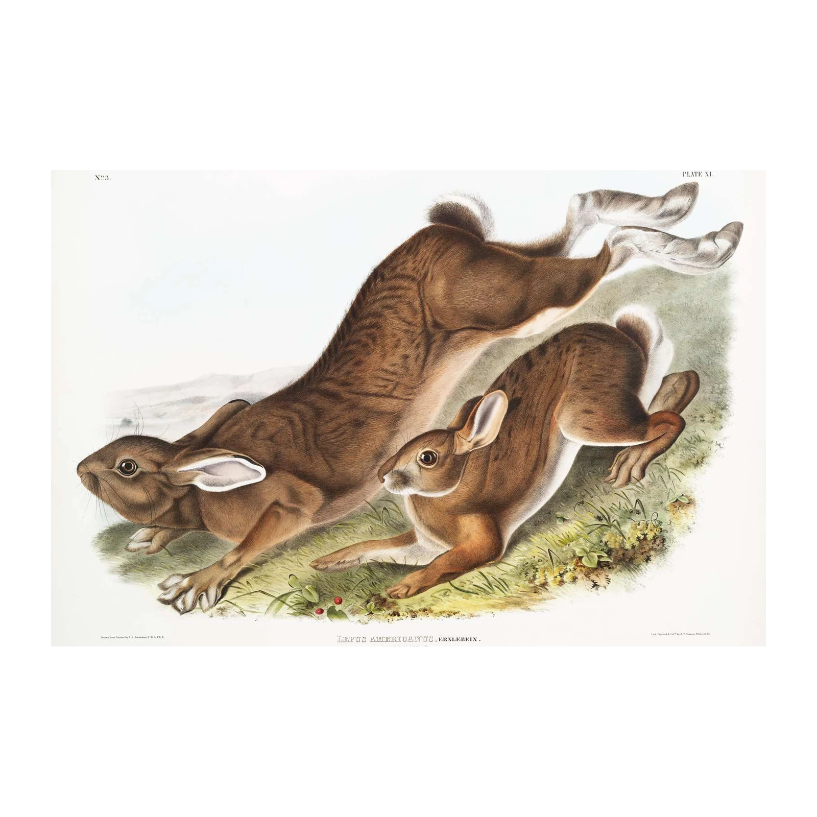 Vintage Northern Hare Wall Art