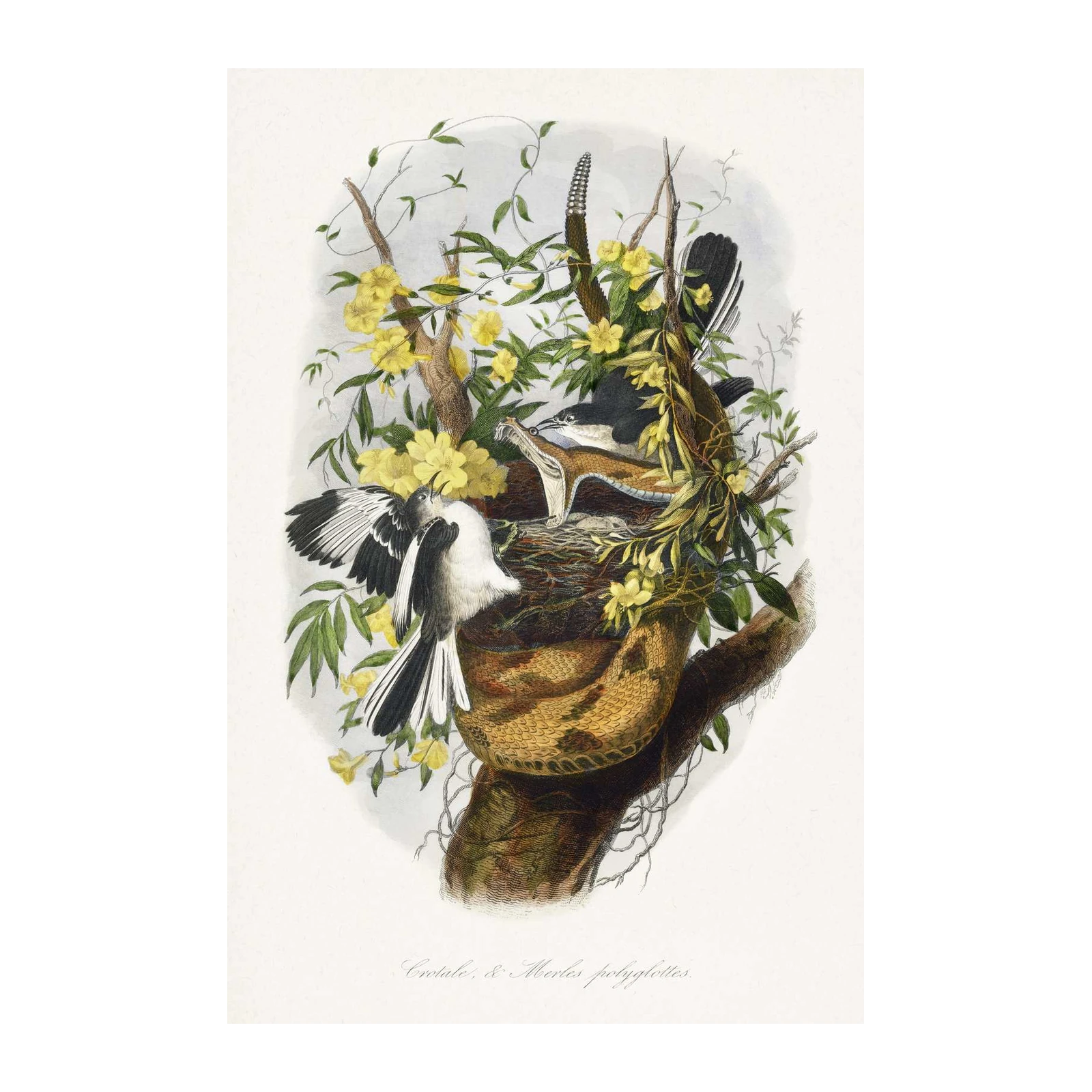 Vintage Nature Bird & Snake Conflict Wall Art