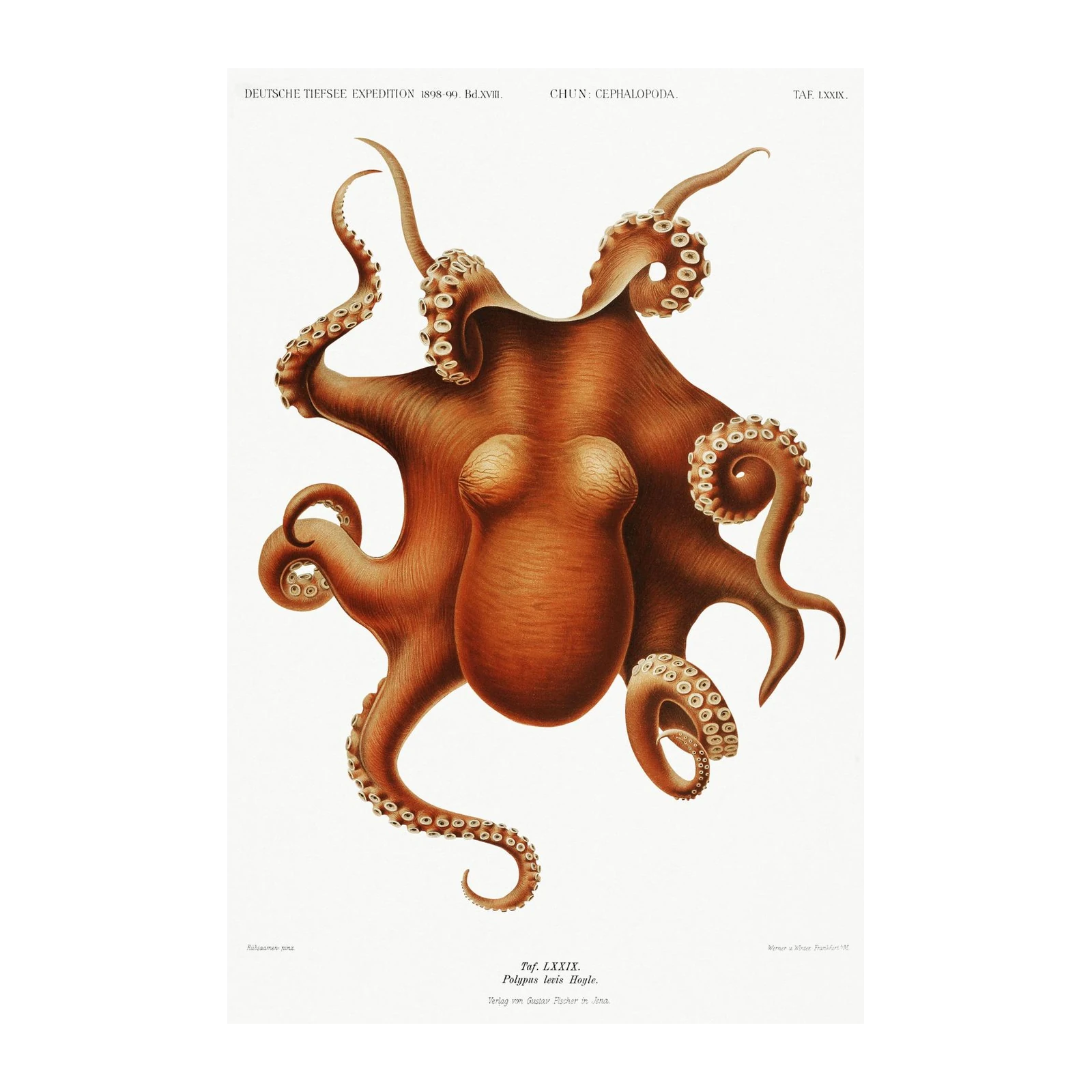Vintage Octopus Wall Art | Marine Life Wall Art