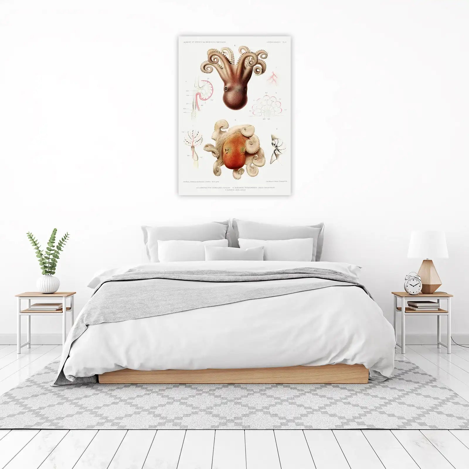 Vintage Octopus & Cephalopod Anatomy Wall Art