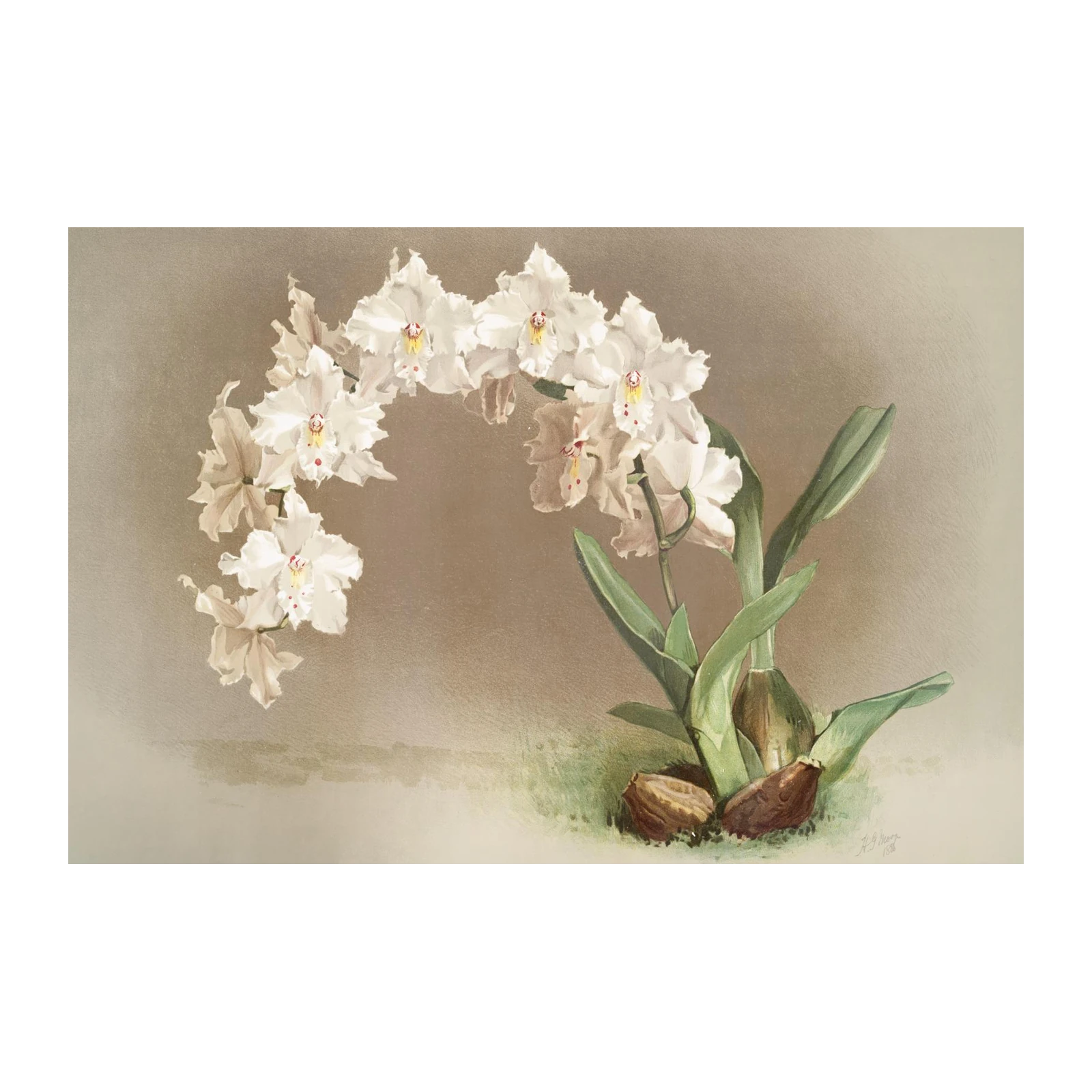 Elegant White Orchid Botanical Art Wall Art