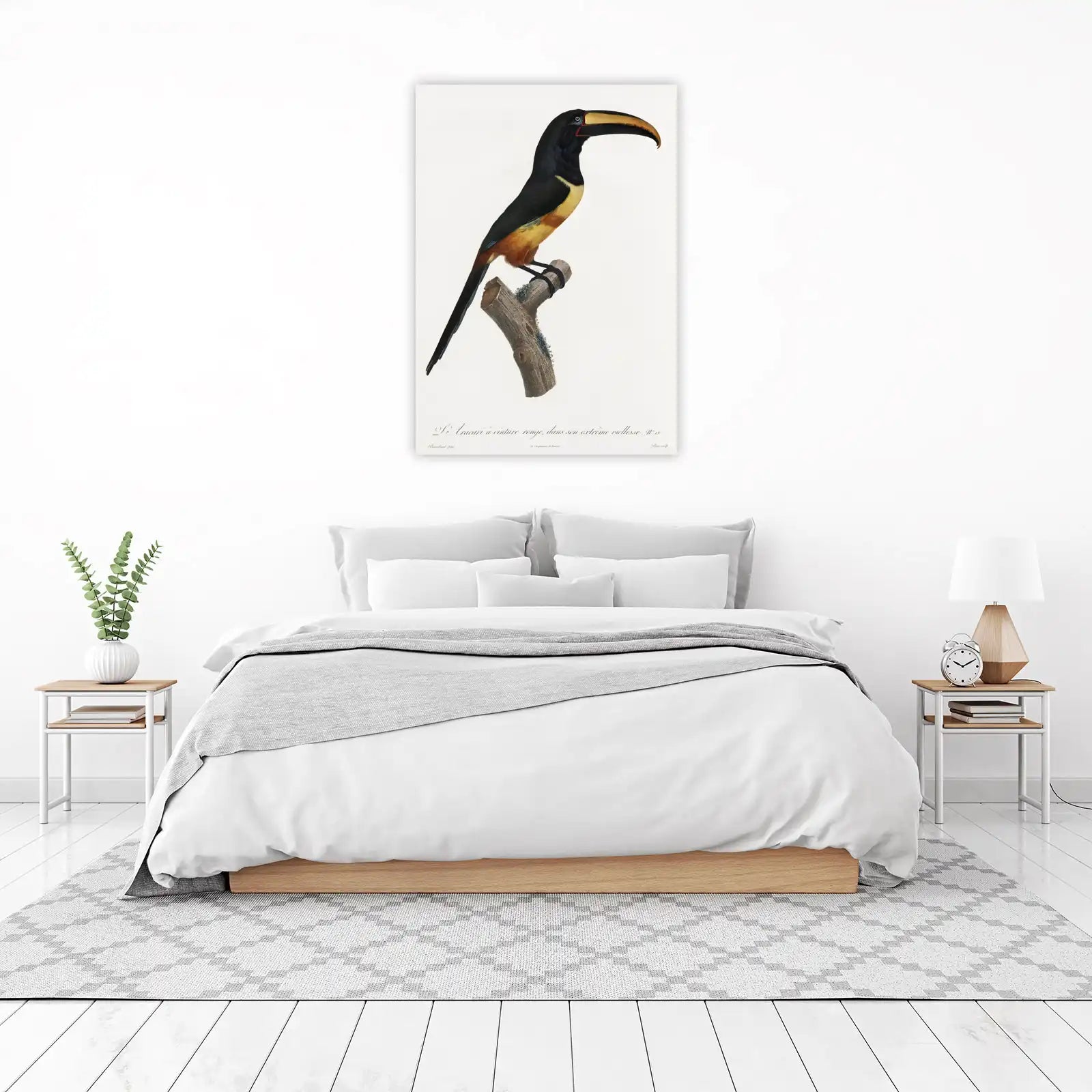 Red-Collared Aracari Bird Art Wall Art