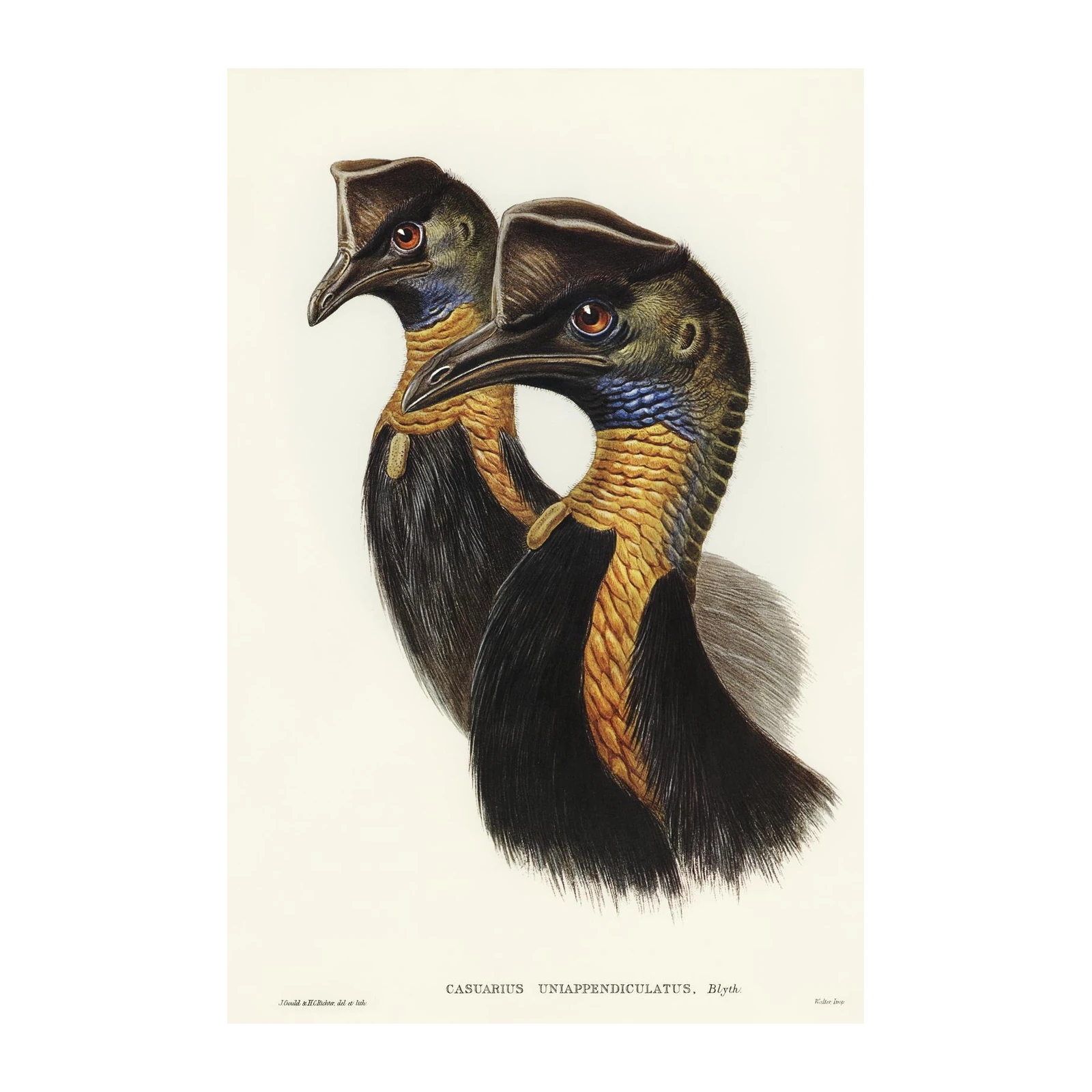 Exotic Cassowary Duo Vintage Bird Art Wall Art