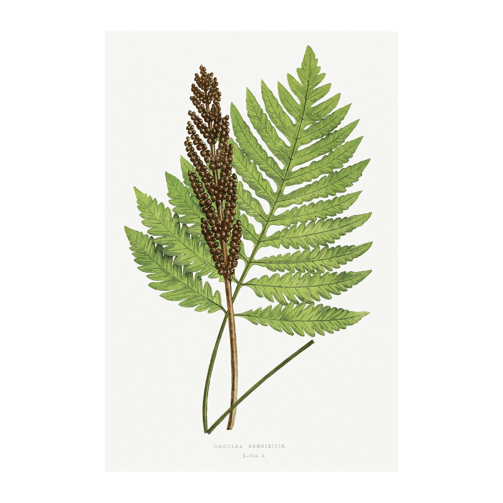 Vintage Fern Botanical Art Wall Art
