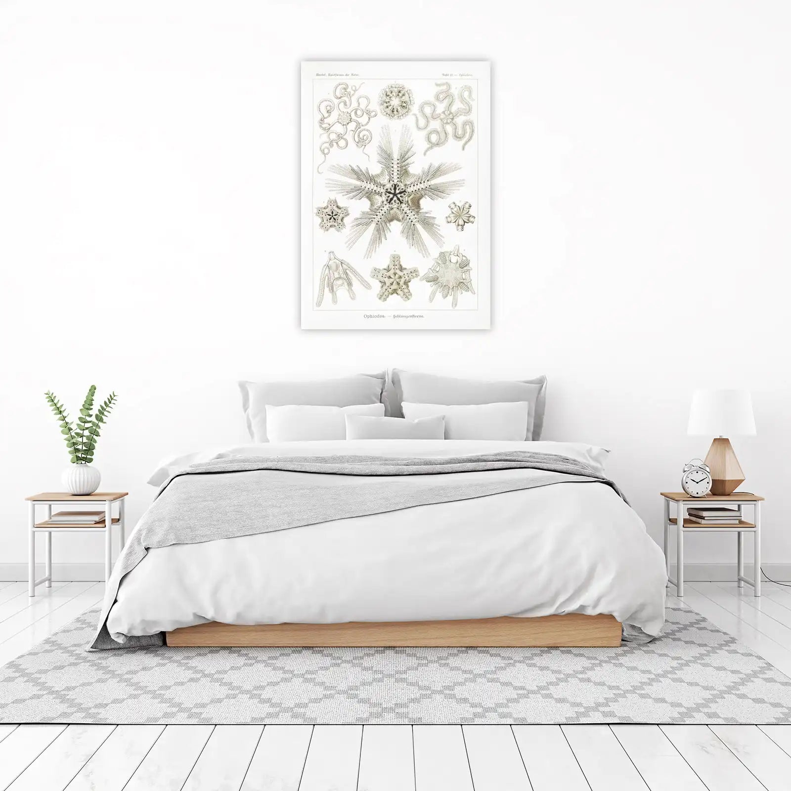 Vintage Sea Stars & Serpent Stars Wall Art