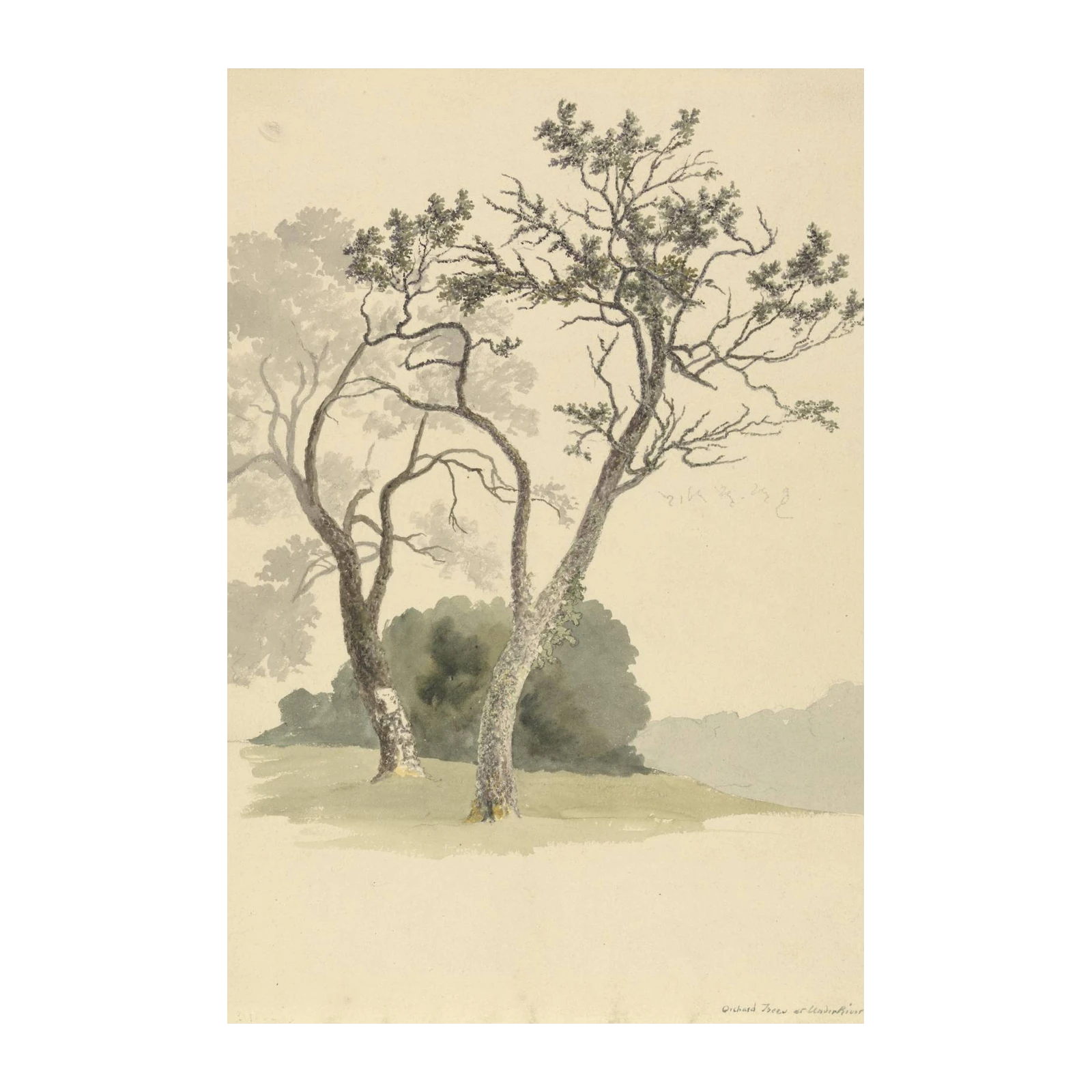 Serene Orchard Trees Botanical Wall Art