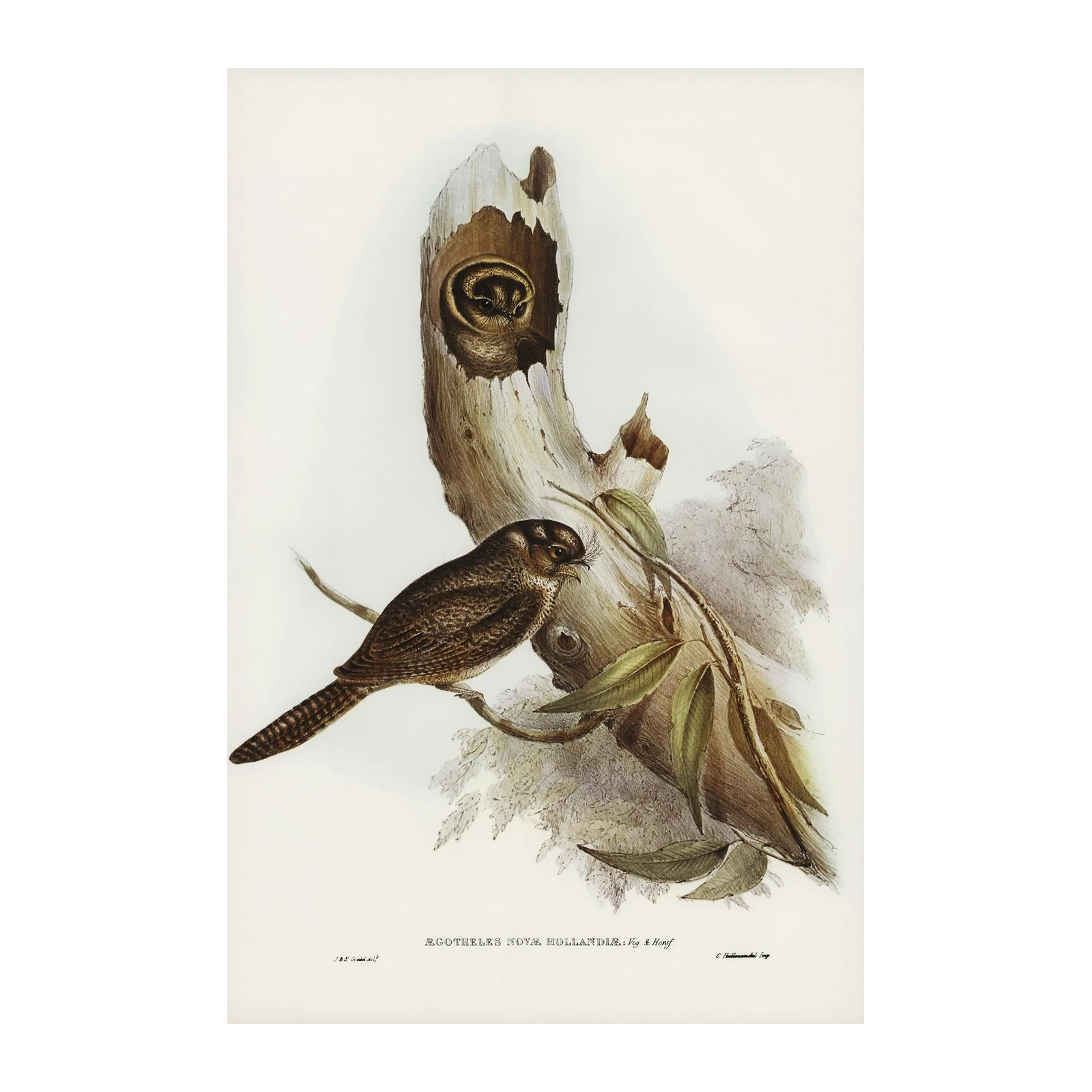 Vintage Bird Art: Australian Owlet-Nightjar Wall Art