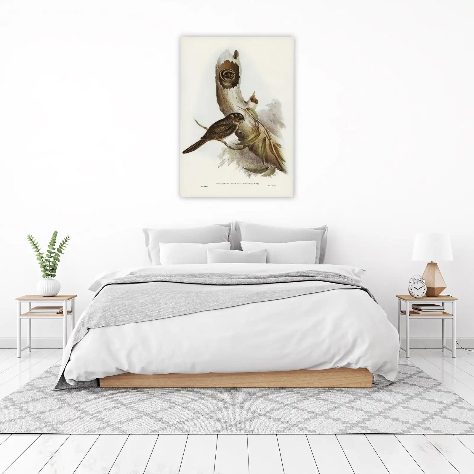 Vintage Bird Art: Australian Owlet-Nightjar Wall Art