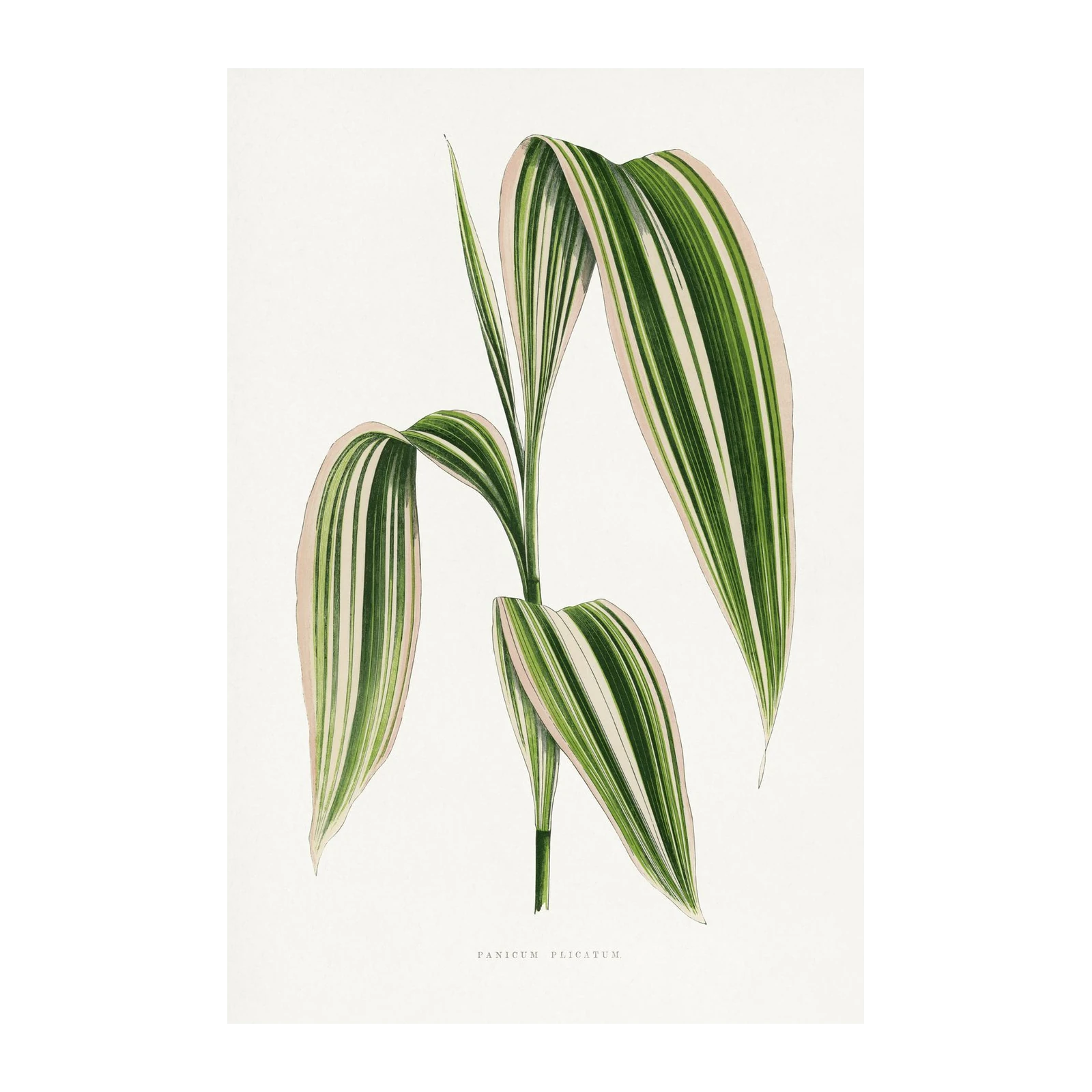 Variegated Panicum Plicatum Botanical Art Wall Art
