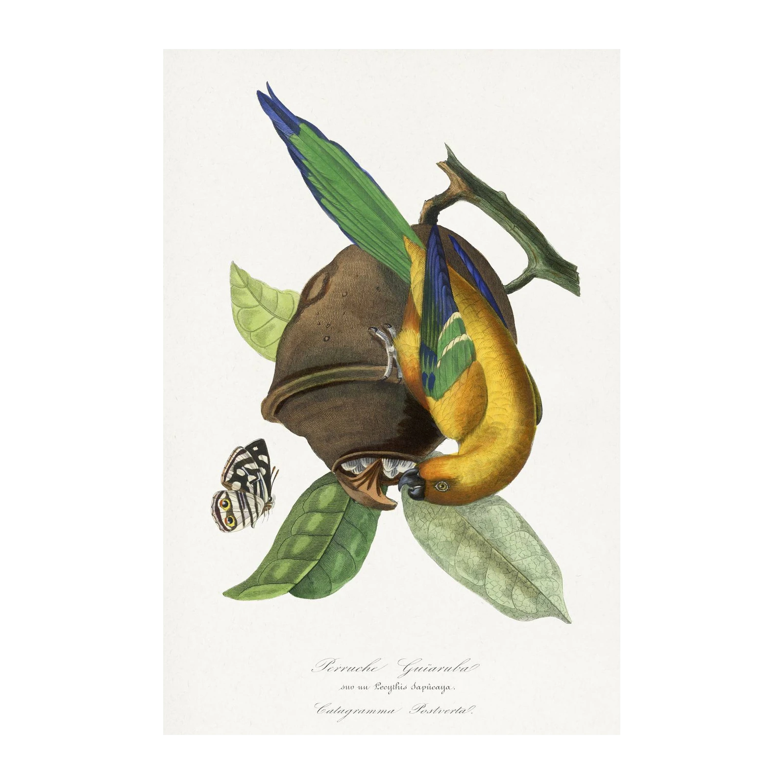 Golden Parrot Vintage Botanical Art Wall Art