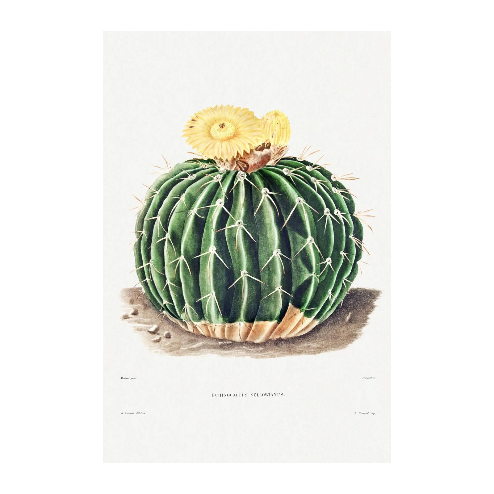Vintage Echinocactus Sellowianus Wall Art