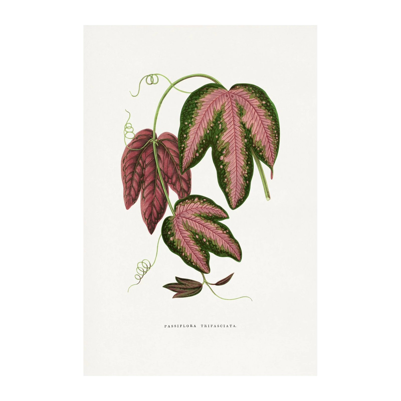 Vintage Passiflora Trifasciata Leaf Wall Art