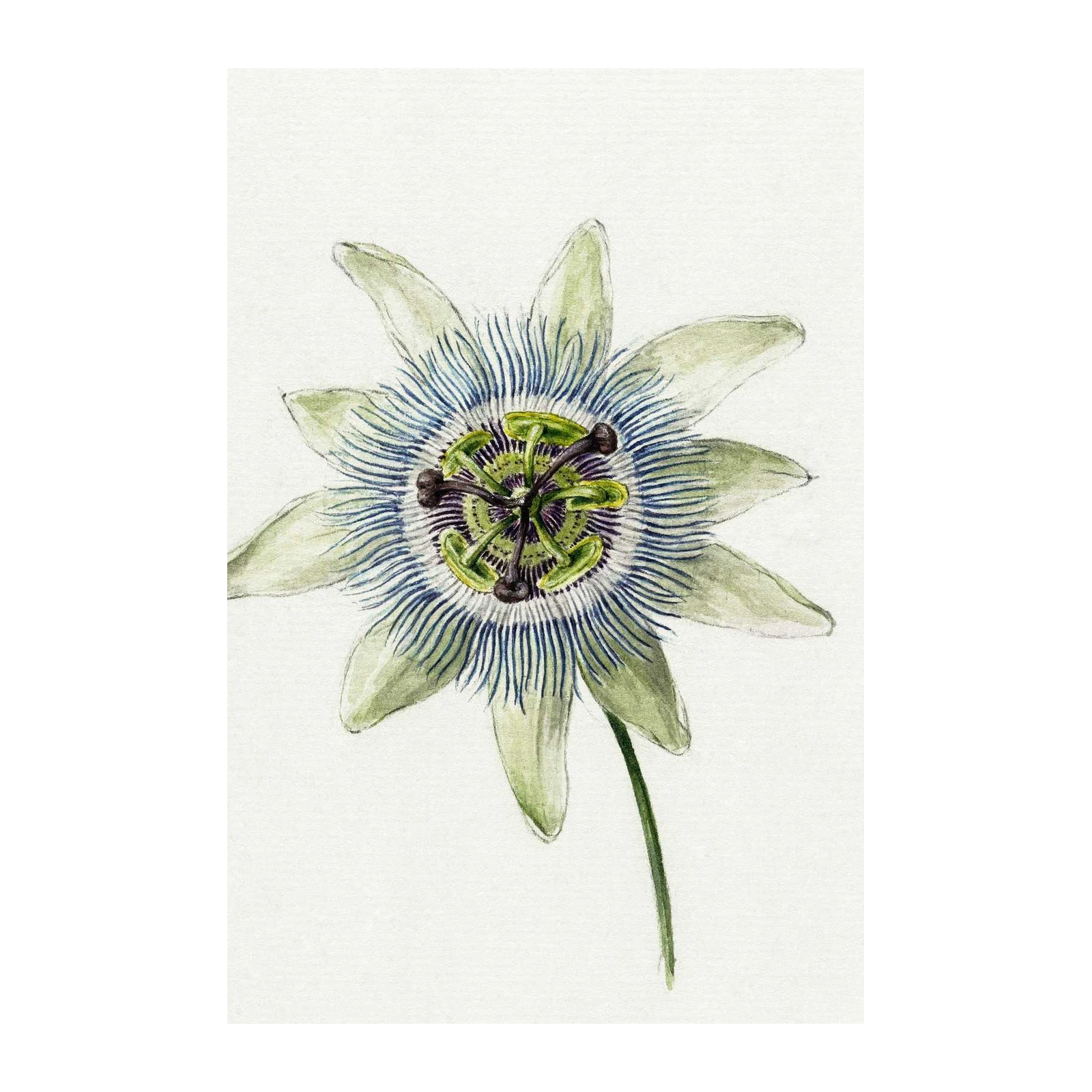 Botanical Passion Flower Art Wall Art