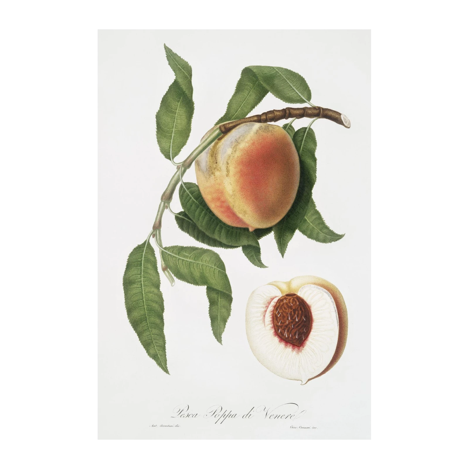 Botanical Peach & Leaf Wall Art