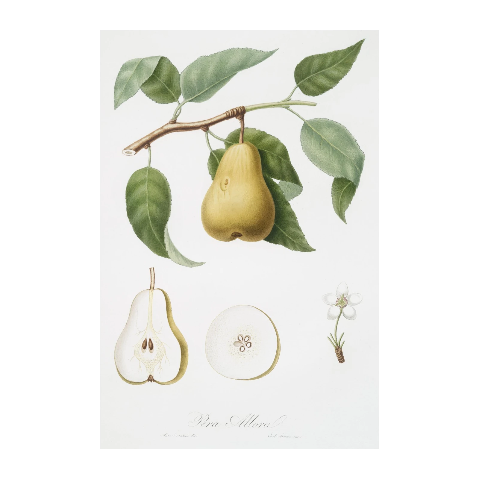 Vintage Pear Botanical Art Wall Art