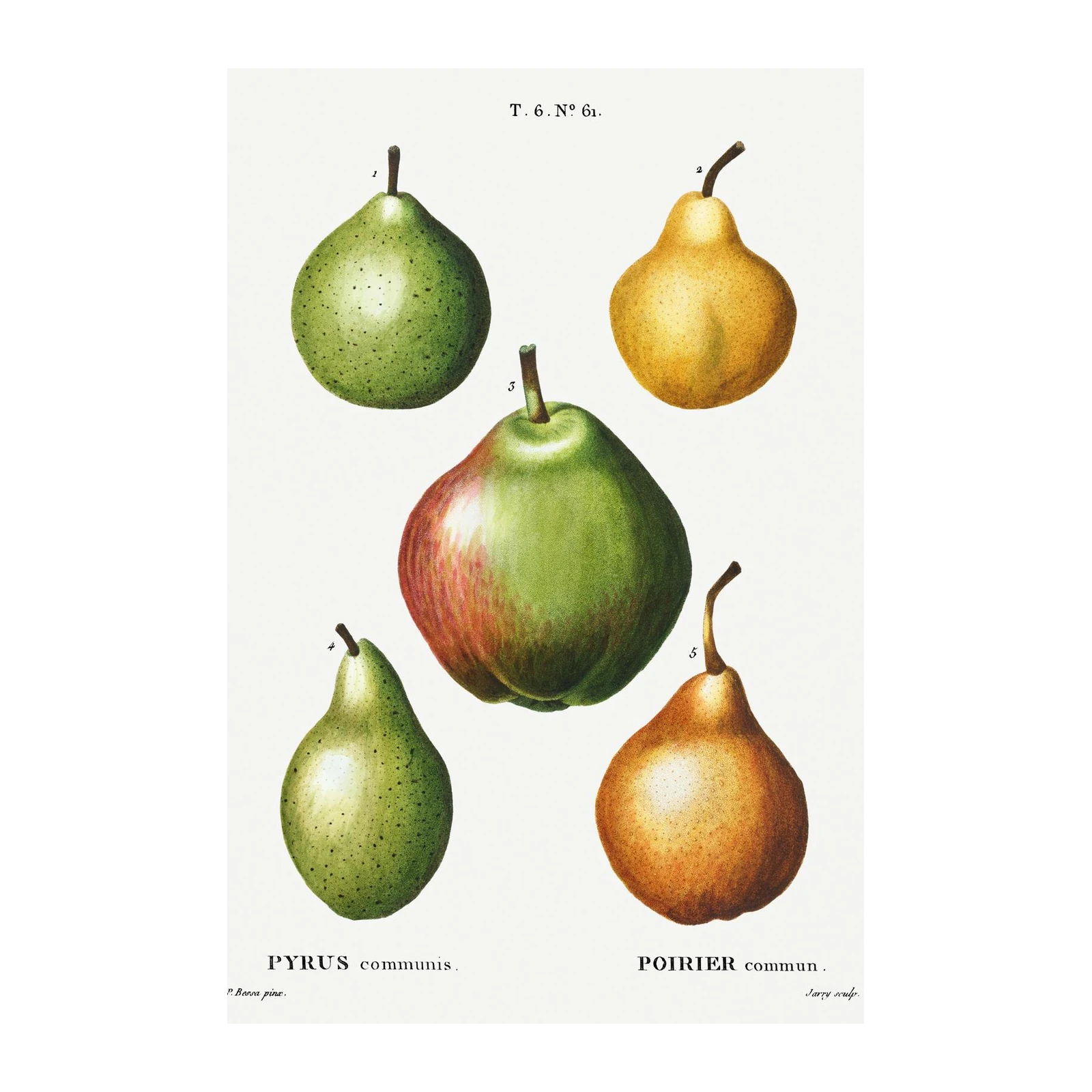 Vintage Pear Botanical Art Wall Art