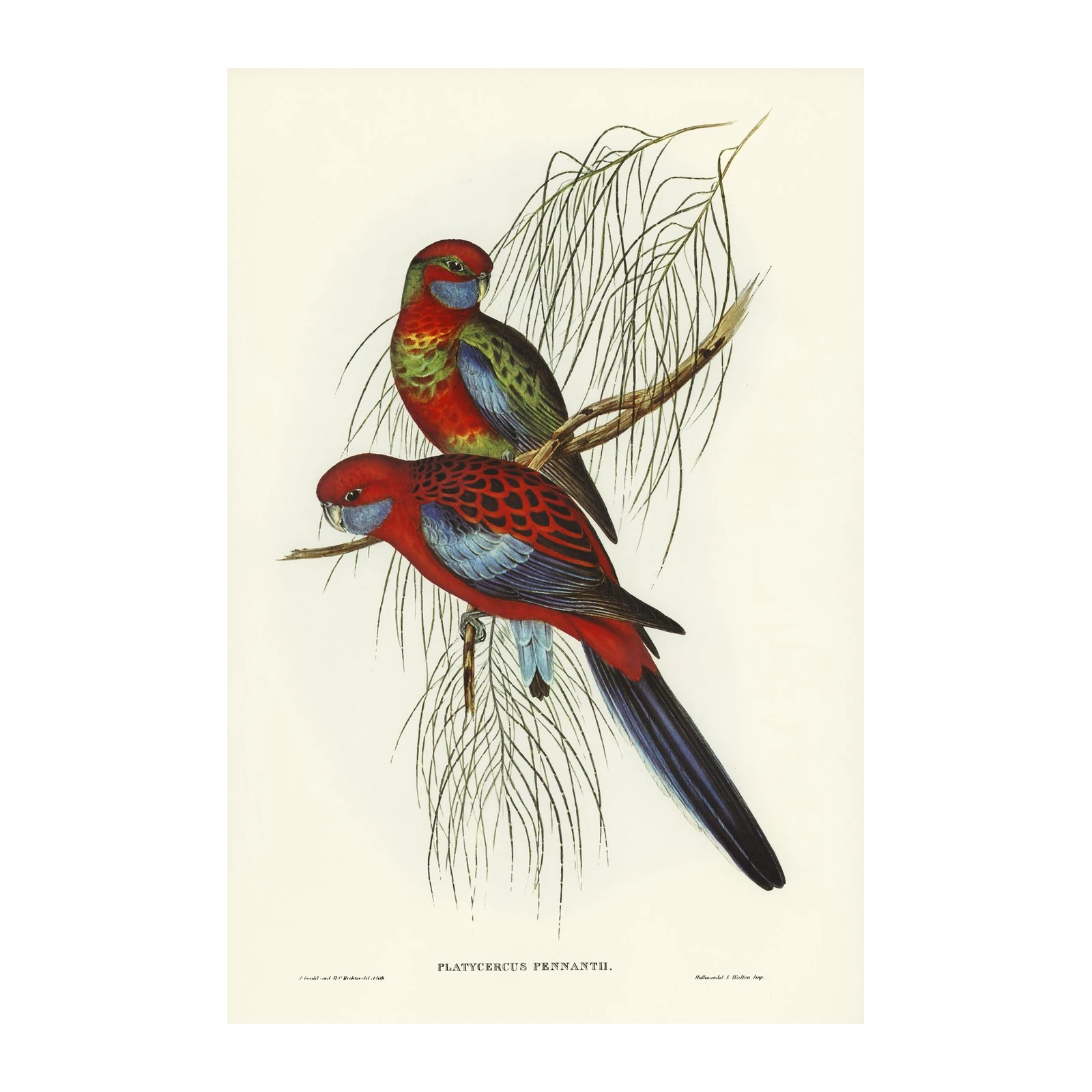Crimson Rosella Birds Nature Wall Art