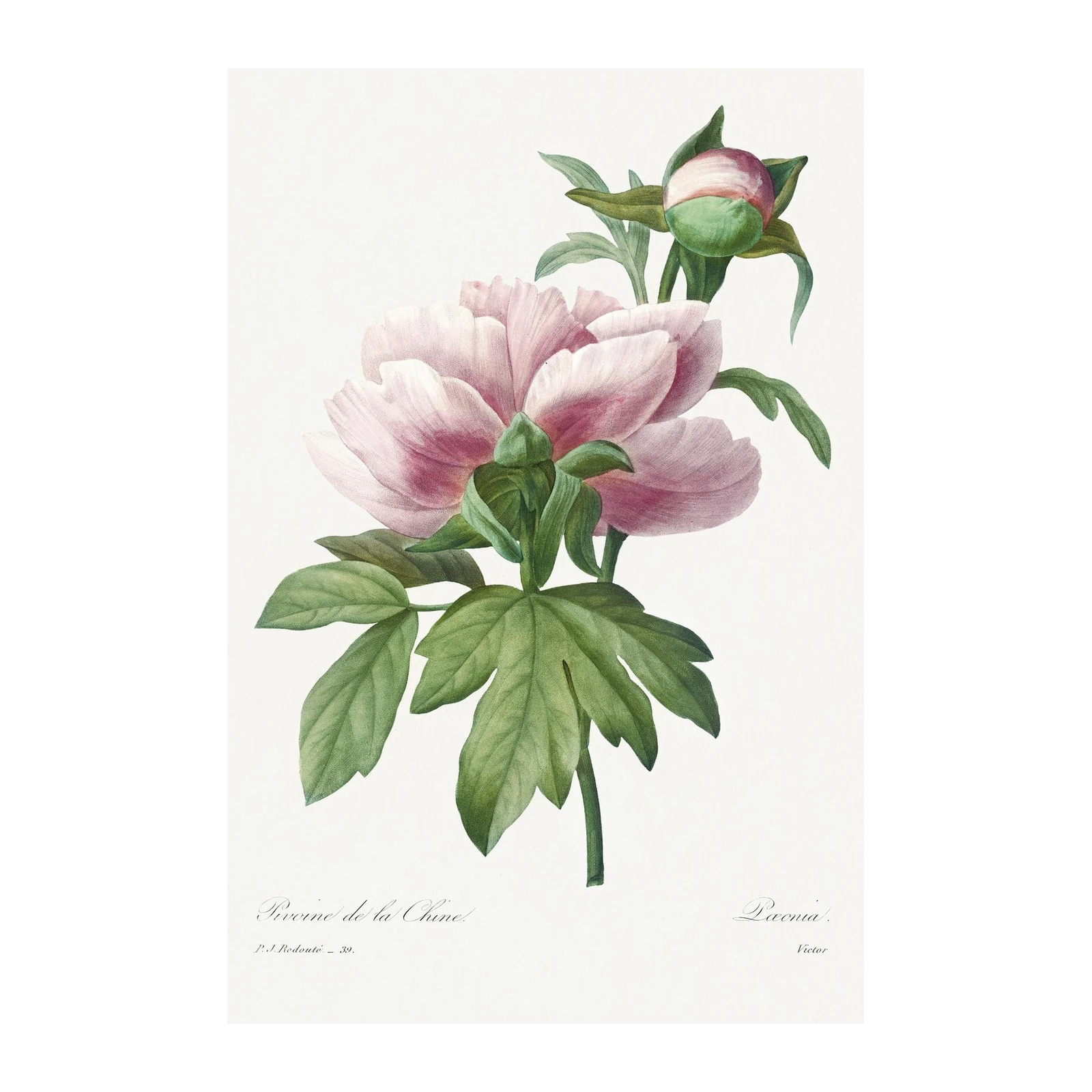 Vintage Pink Peony Botanical Art Wall Art