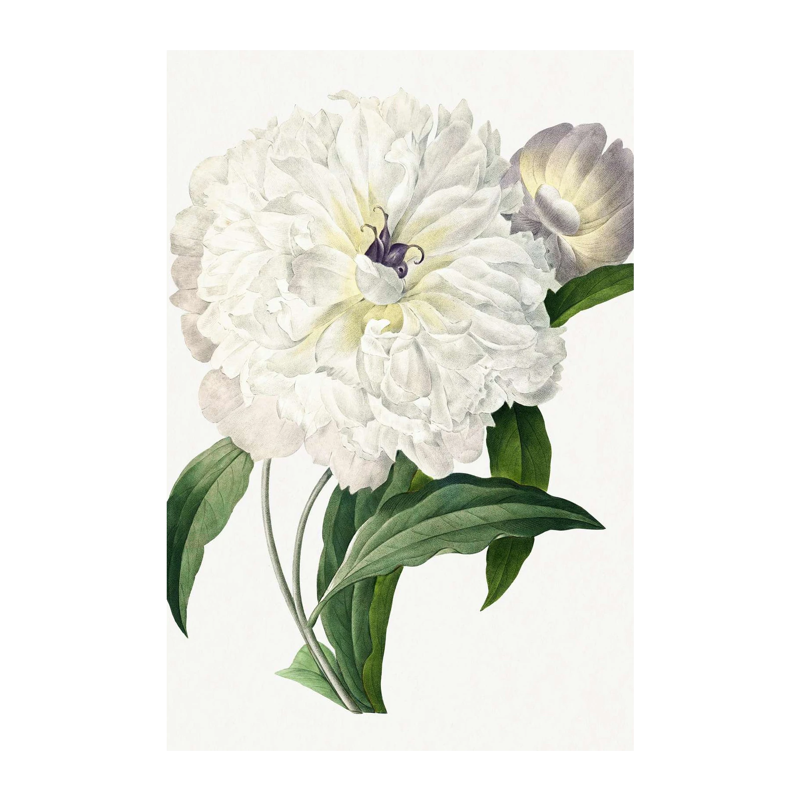 Elegant White Peony Botanical Art Wall Art
