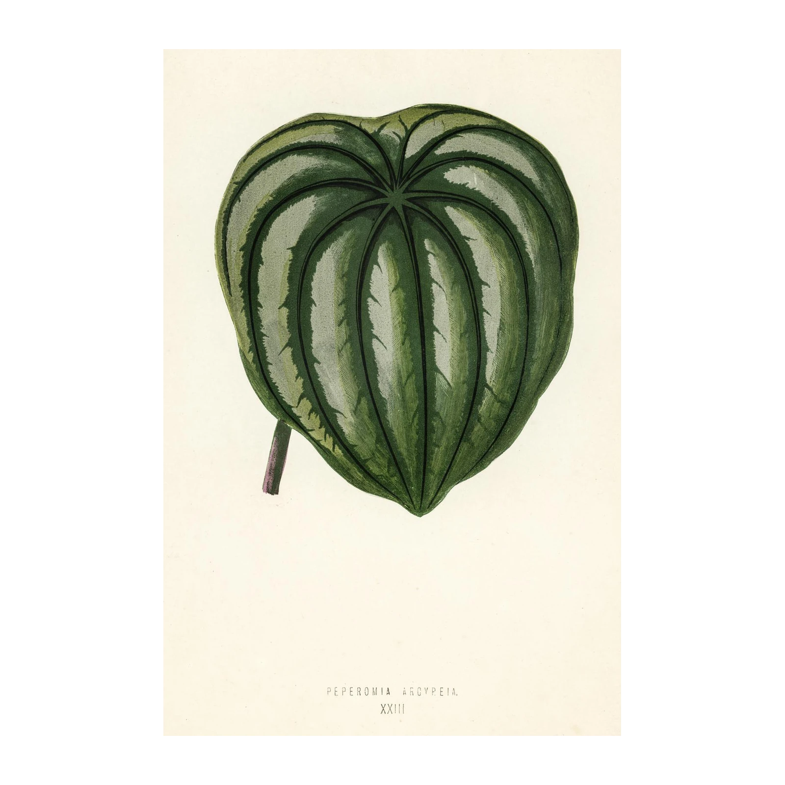 Elegant Peperomia Argyreia Botanical Wall Art