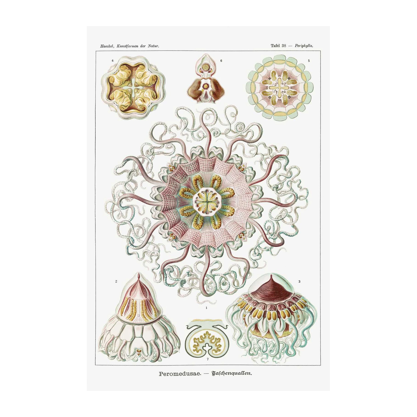 Vintage Jellyfish Botanical Art Wall Art