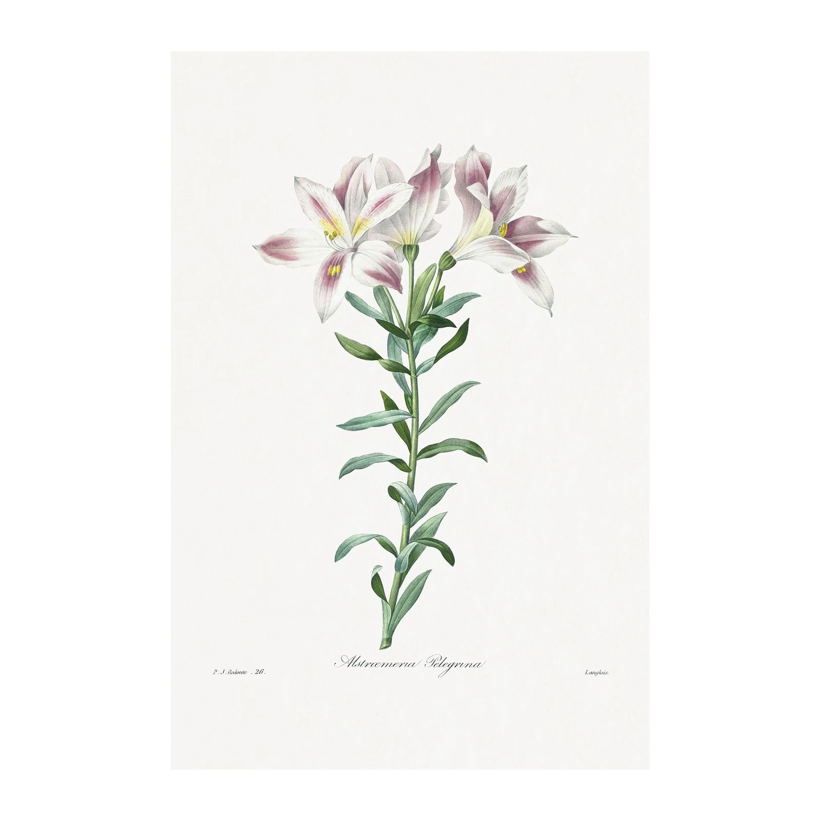 Vintage Alstroemeria Flower Art Wall Art