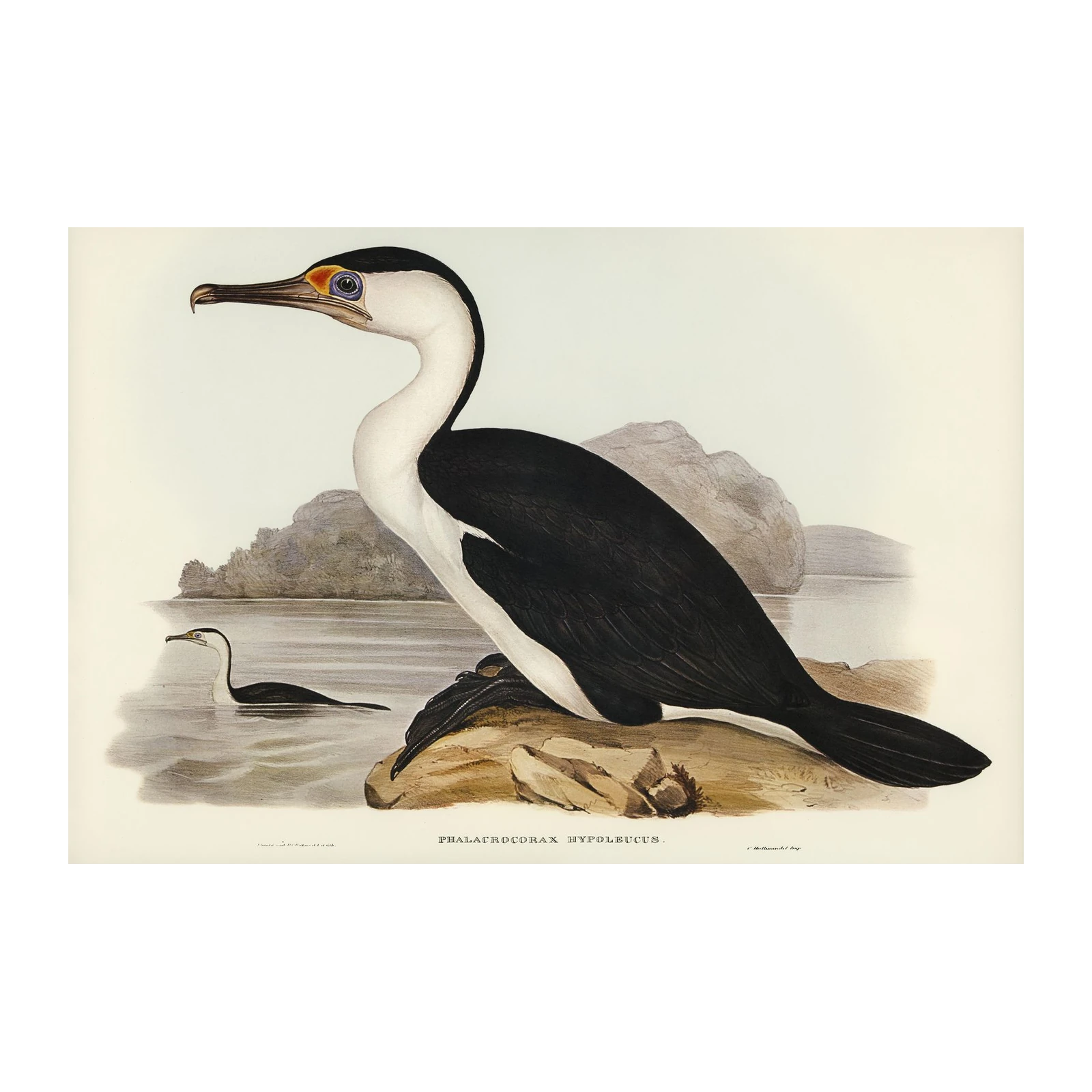 Pied Shag Bird Art Wall Art - Wildlife & Nature Decor