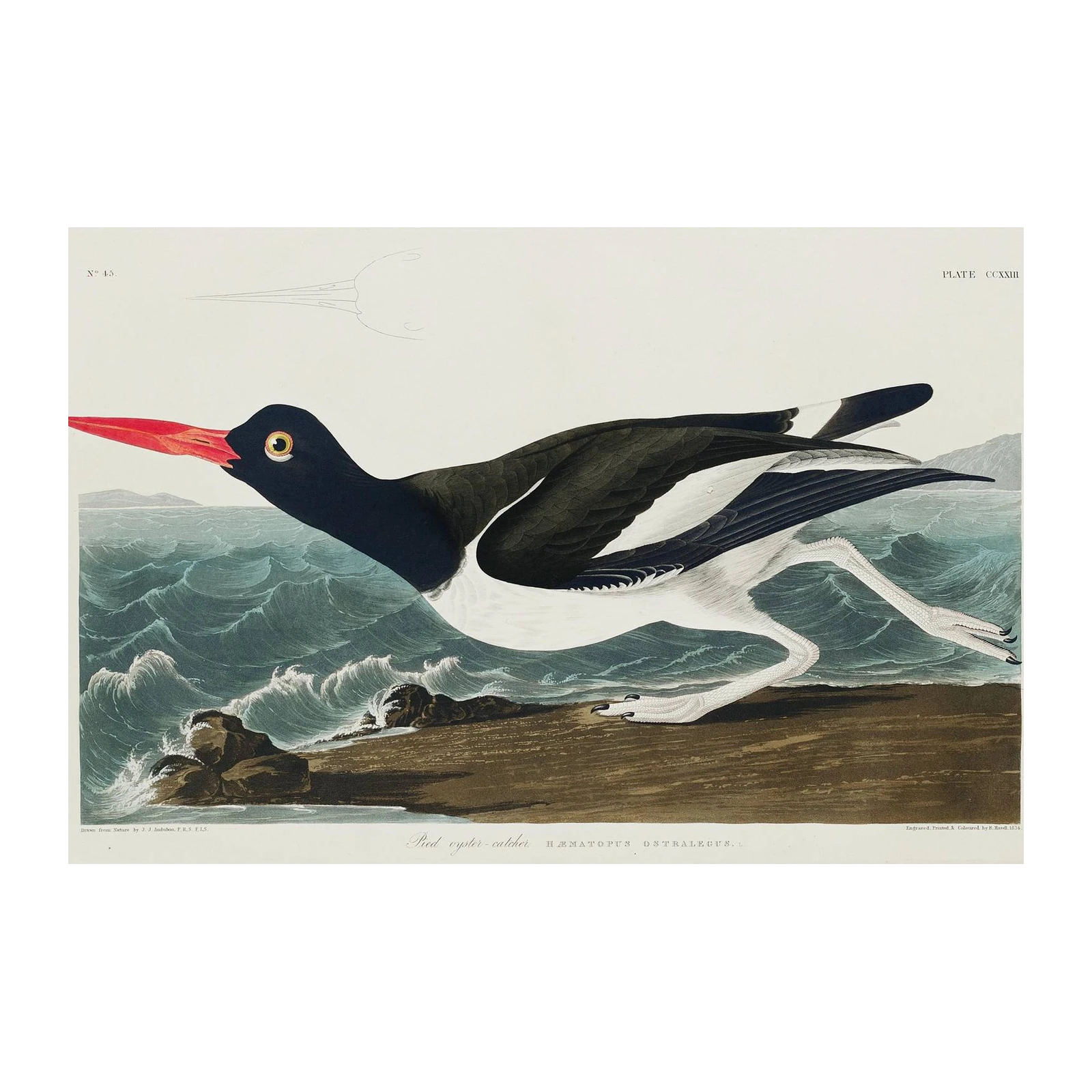 Audubon Pied Oystercatcher Wall Art