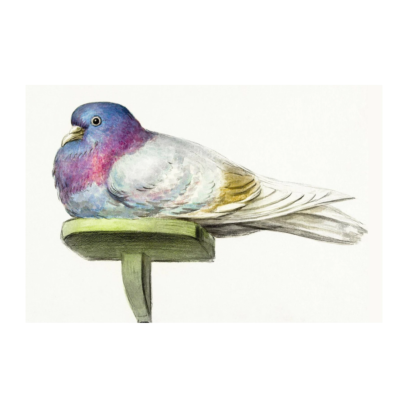 Elegant Pigeon Watercolor Art Wall Art